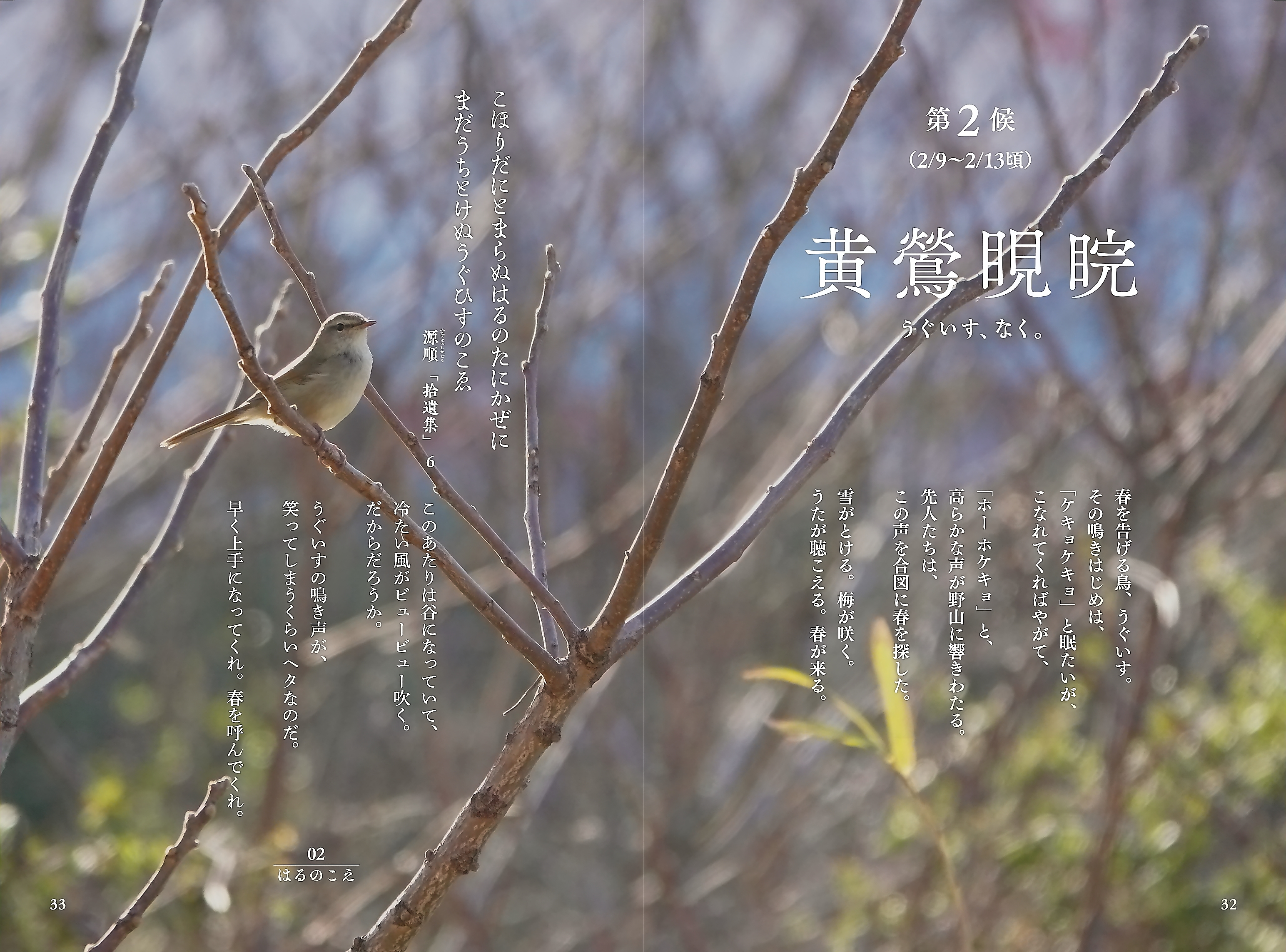 黄鶯睍睆うぐいすなく