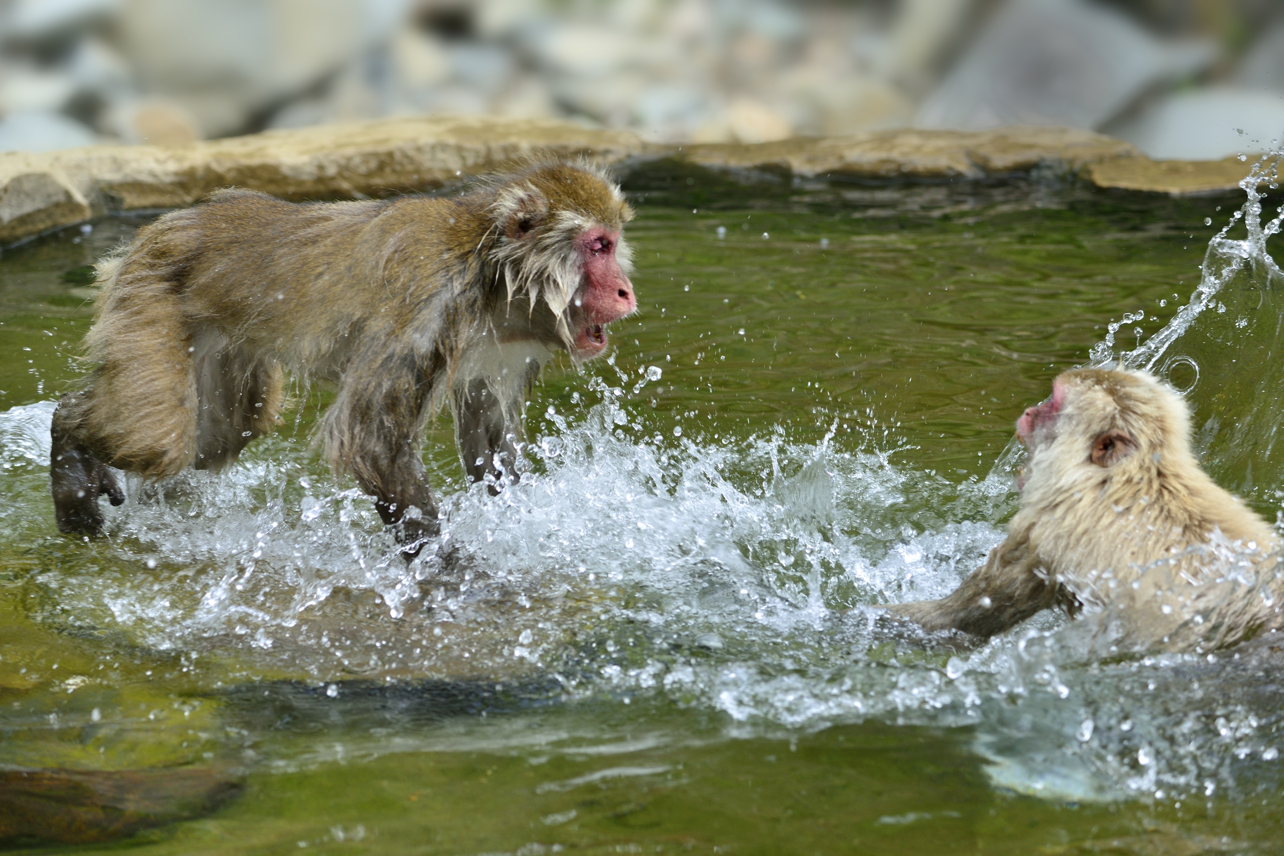 サルの水かけ喧嘩