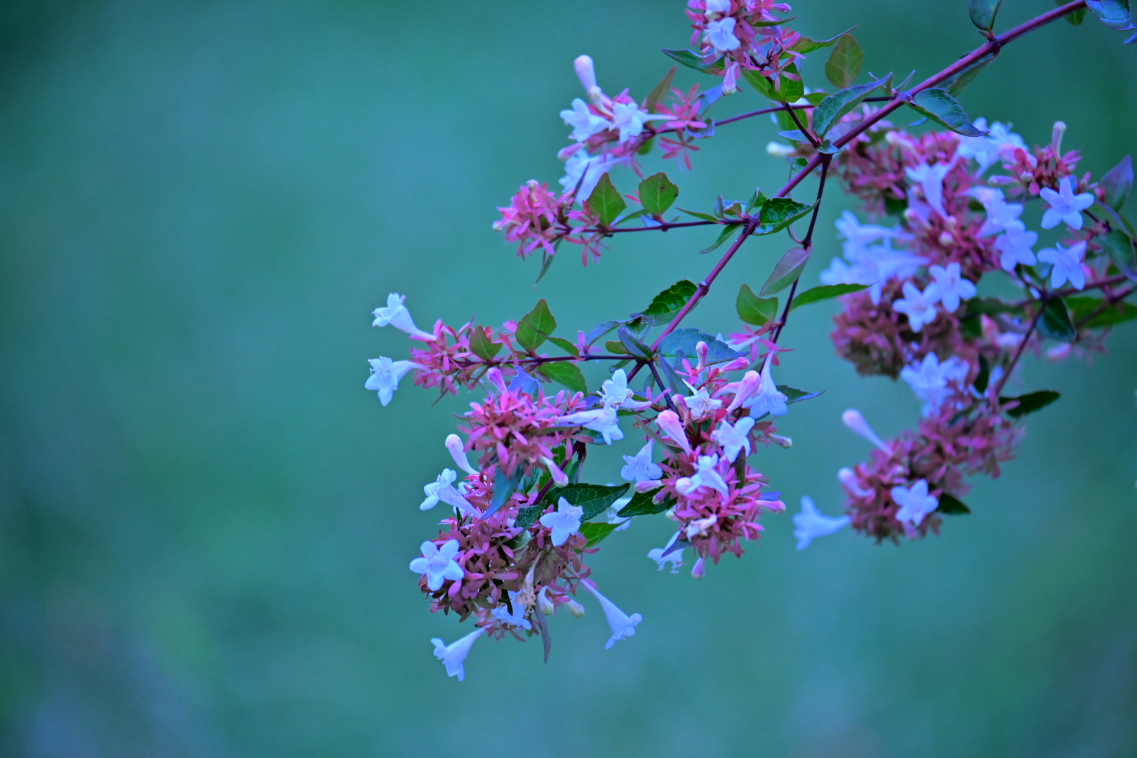 ABELIA Ⅱ