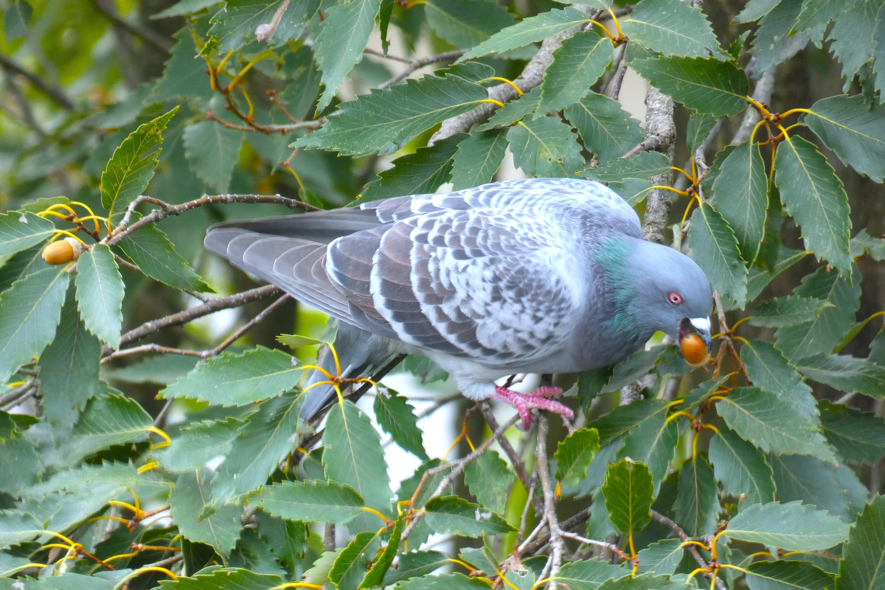 コナラの実と土鳩