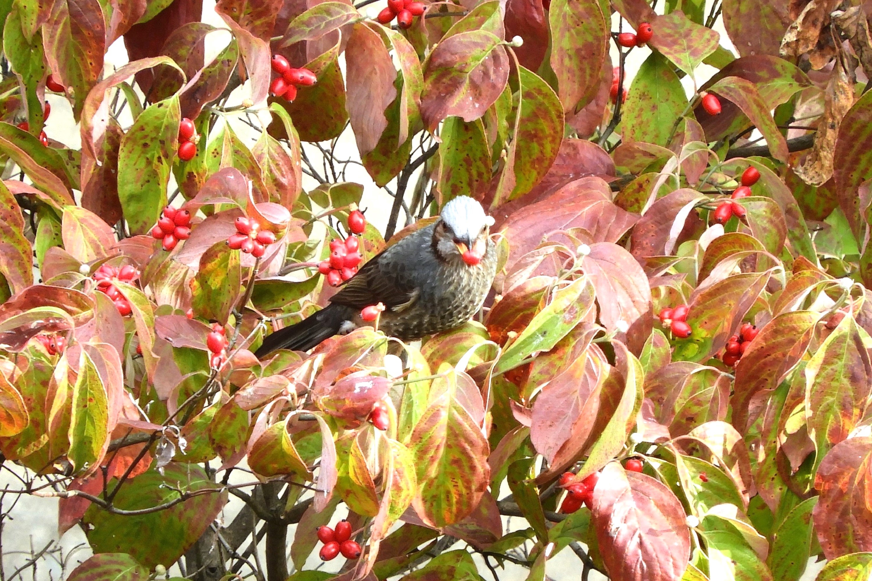 花水木の実に鵯