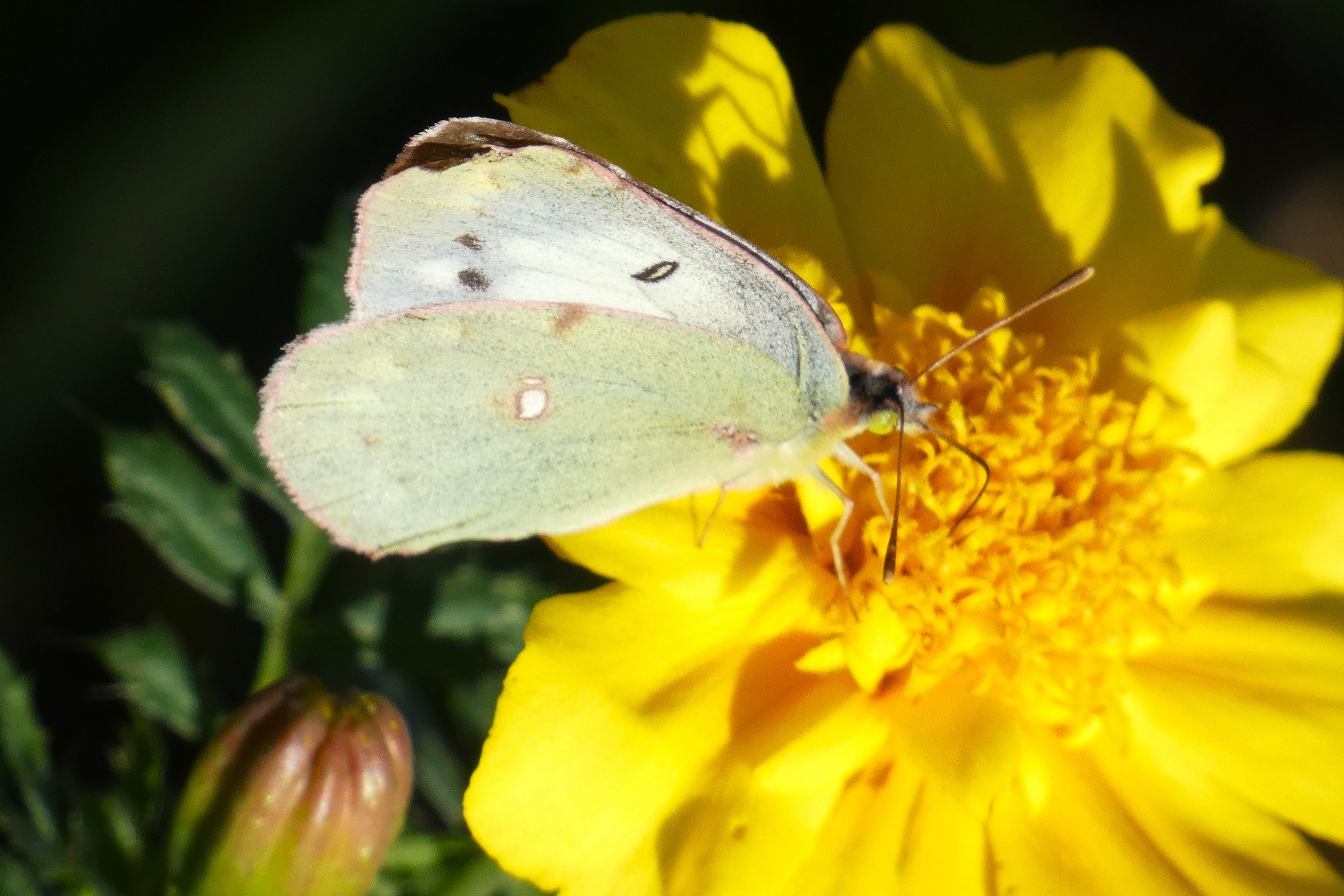 紋黄蝶♀の白色型