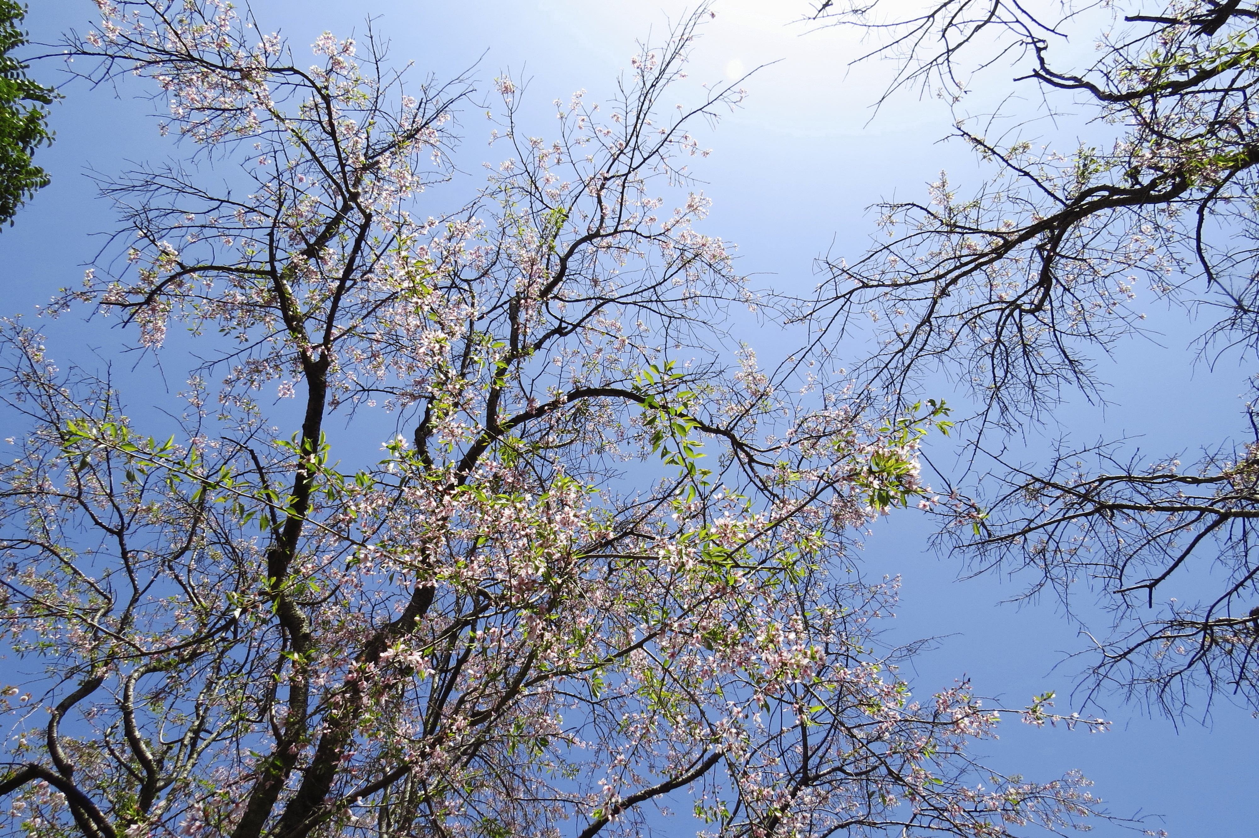 輝くしだれ桜花
