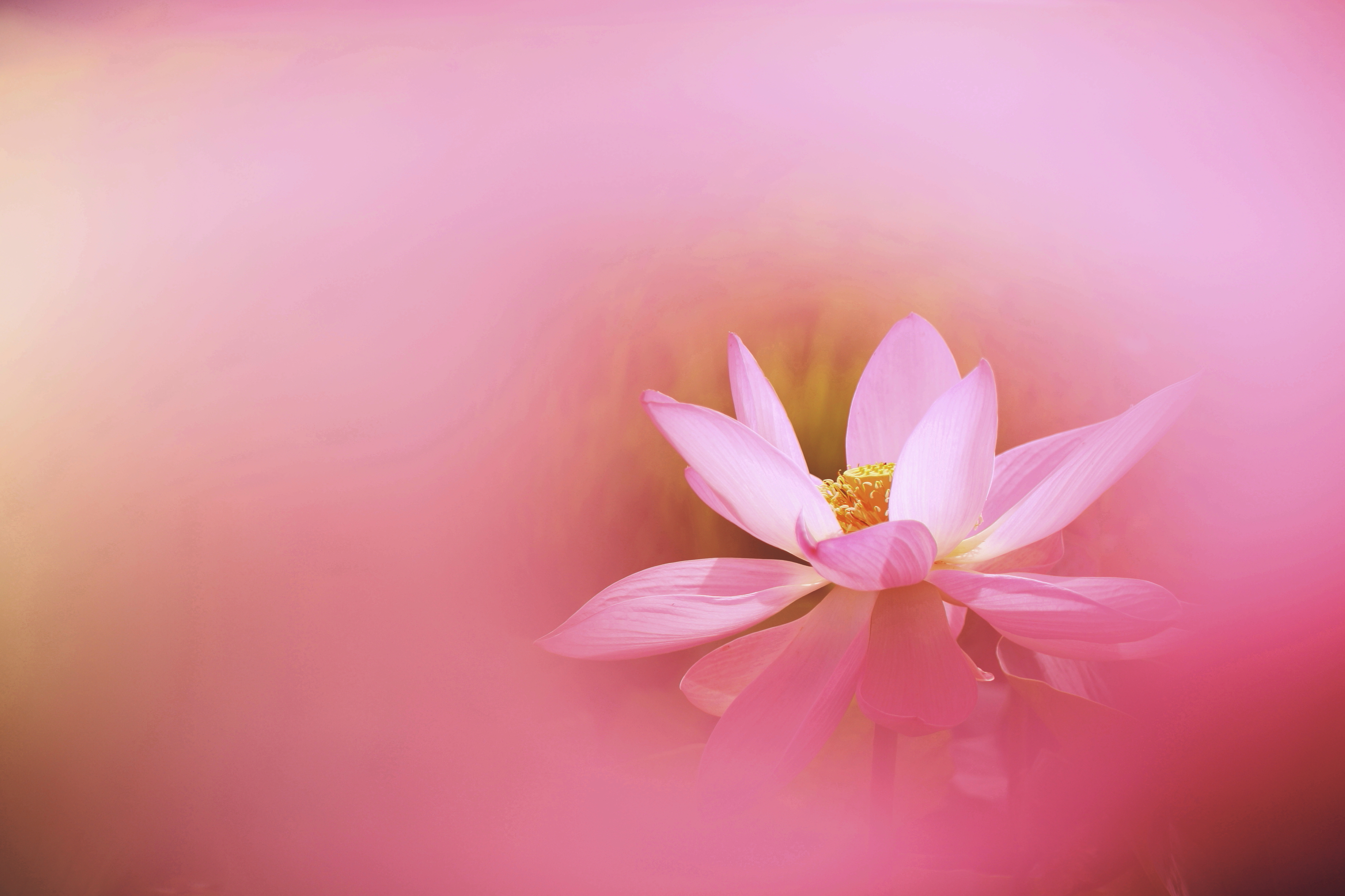 透かし蓮花