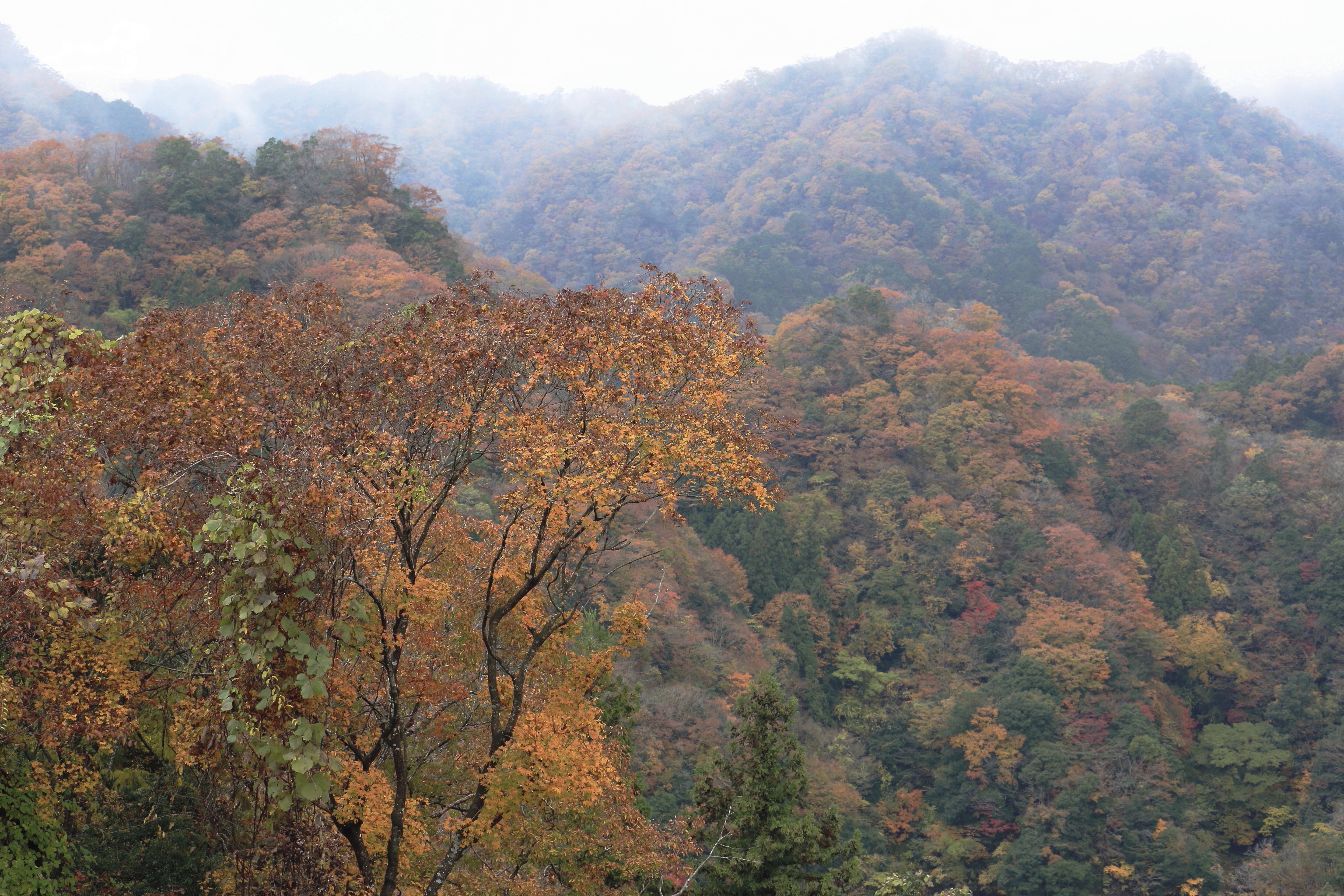 色づく山容