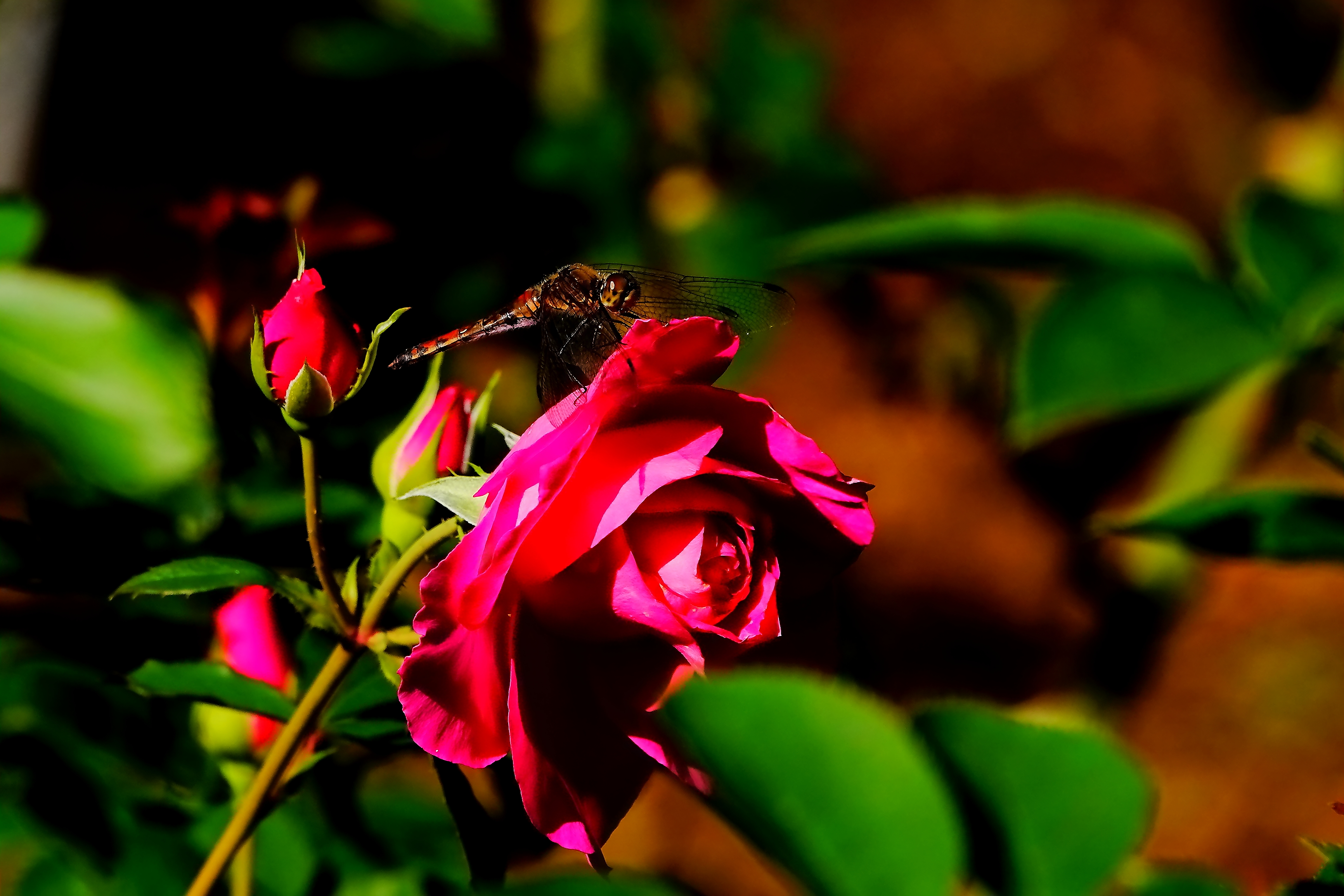 秋薔薇に秋茜♪