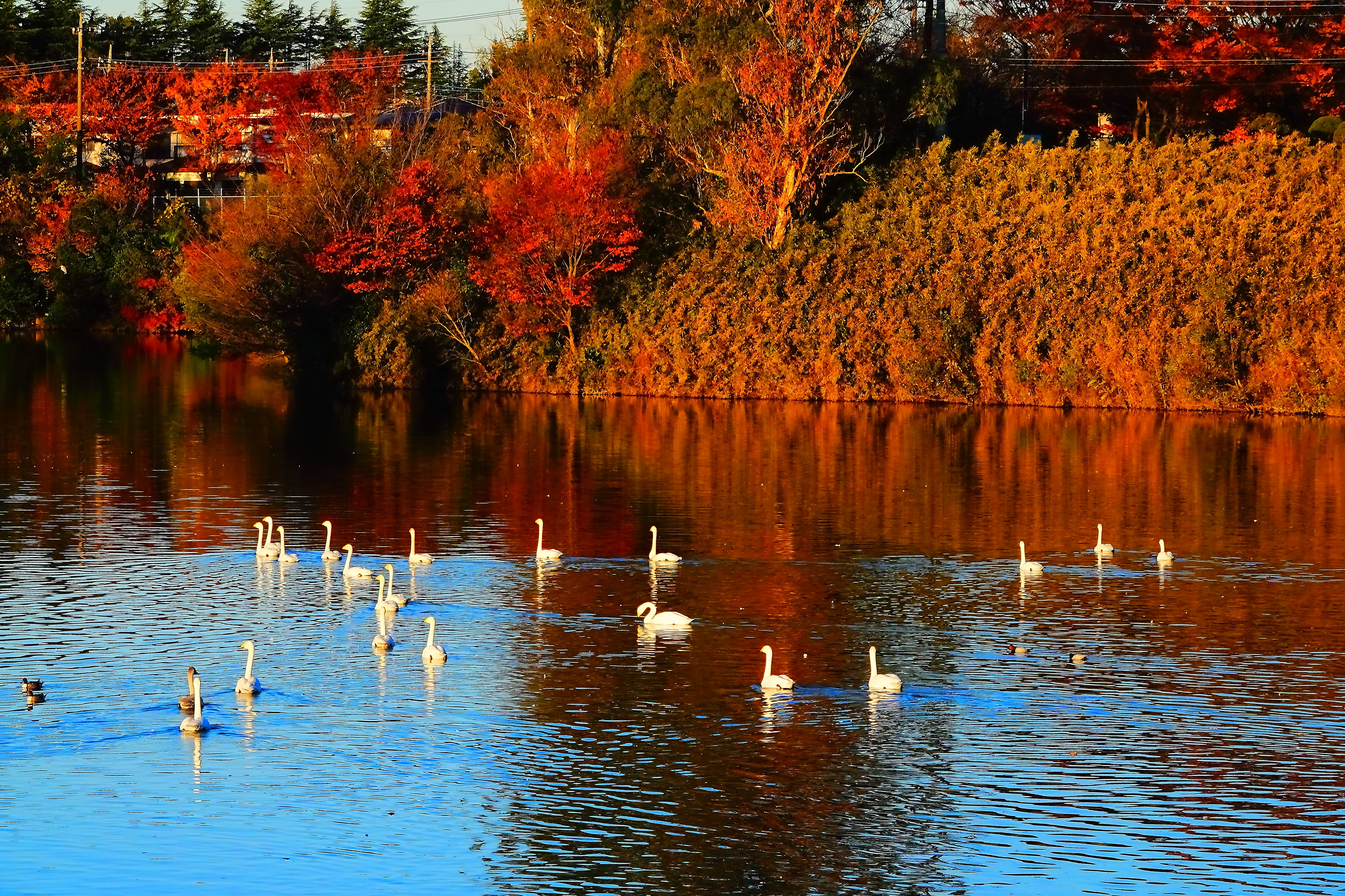紅葉に大白鳥が21羽