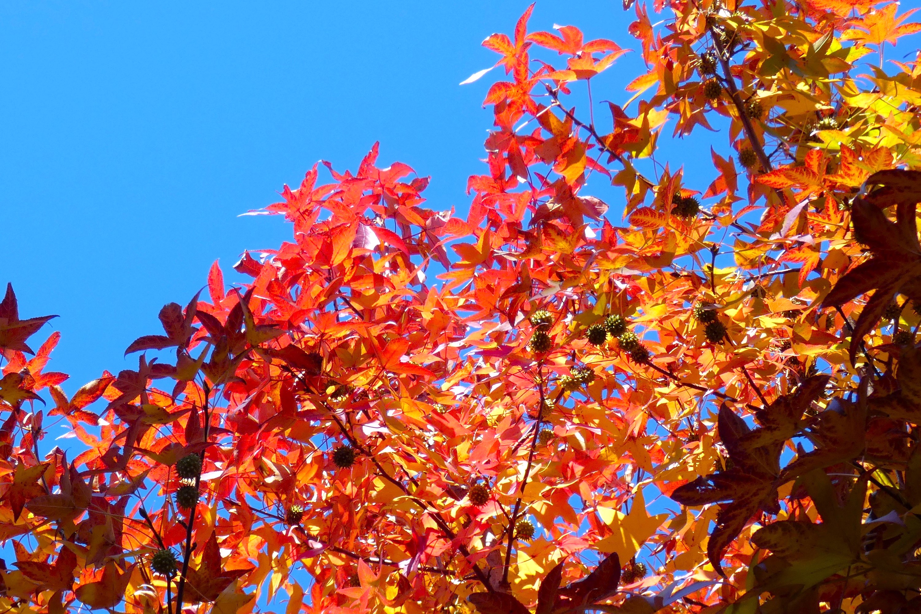 アメリカフウ紅葉