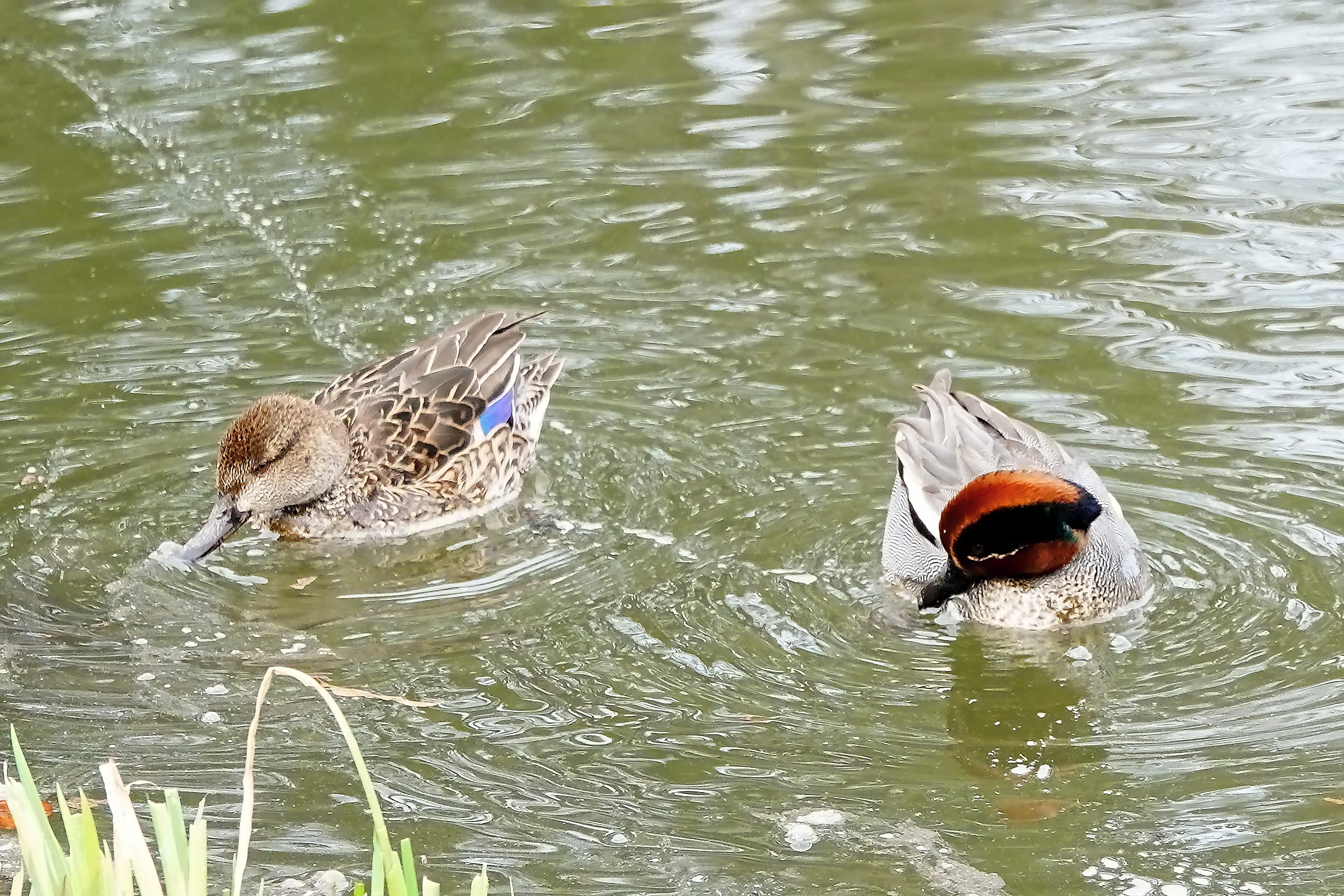 雌に嘴で水をかけ、尾羽を振るコガモの雄