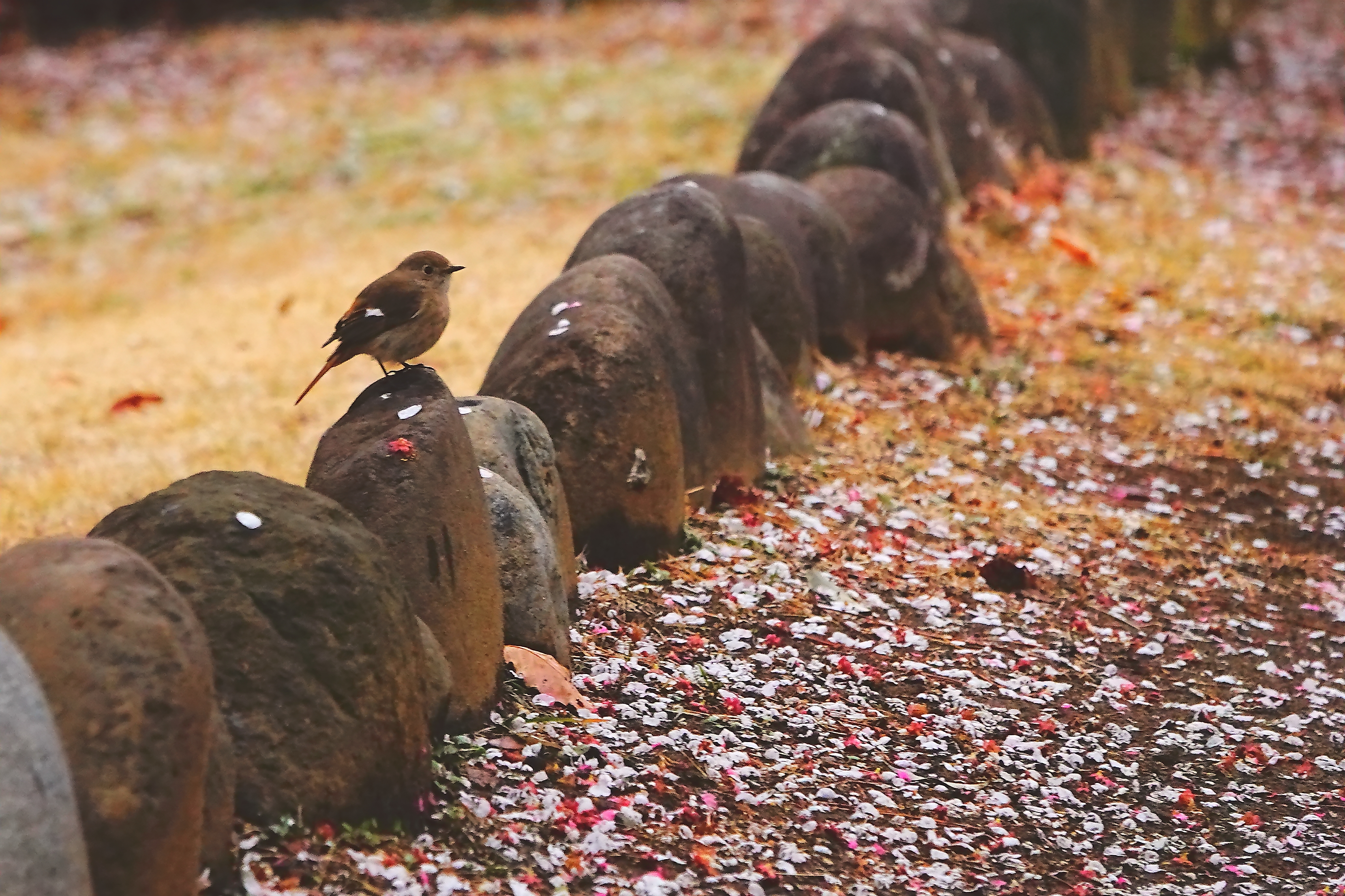 散り花にジョウビタキ