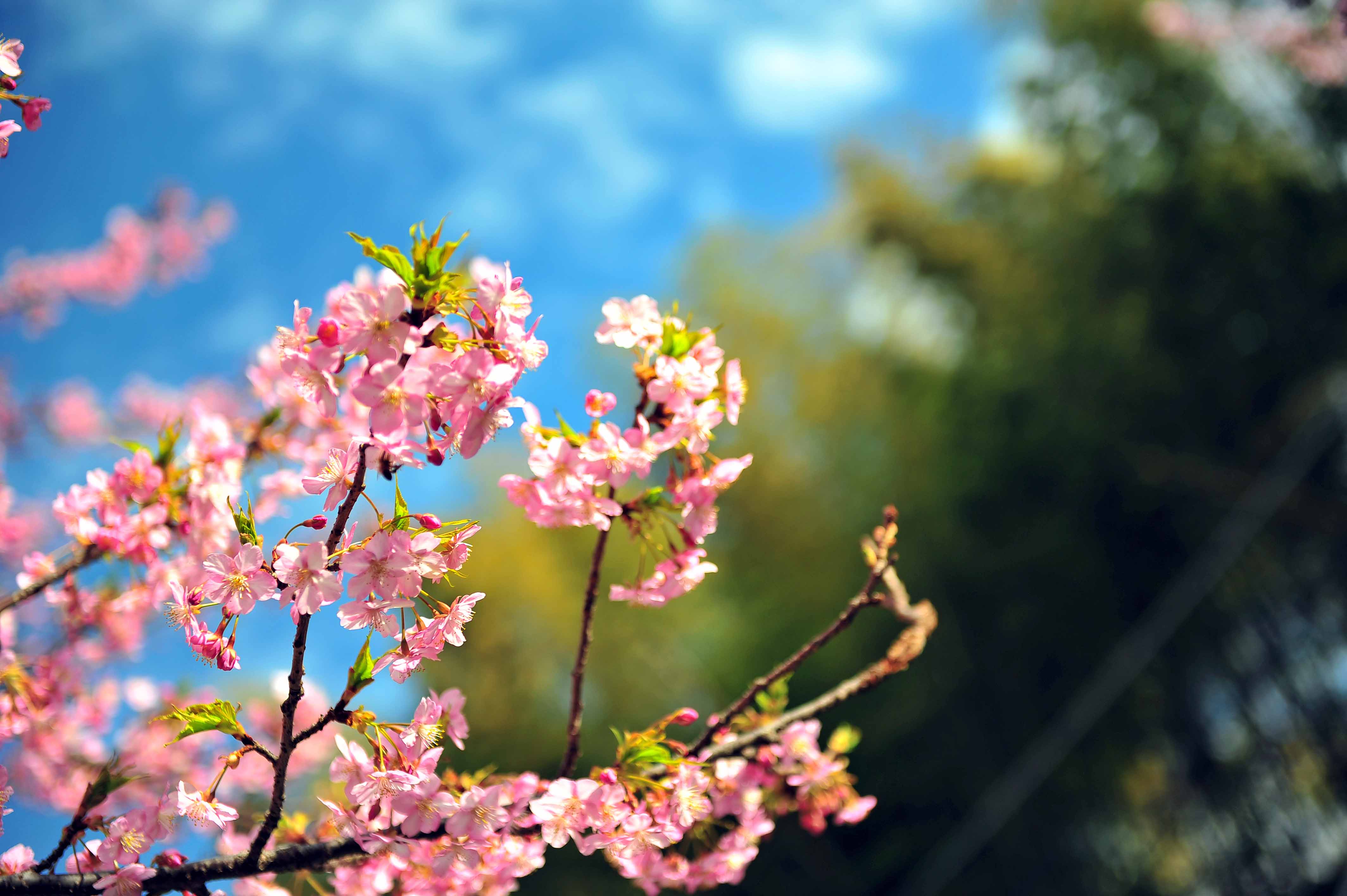 14 背景に浮かぶ桜