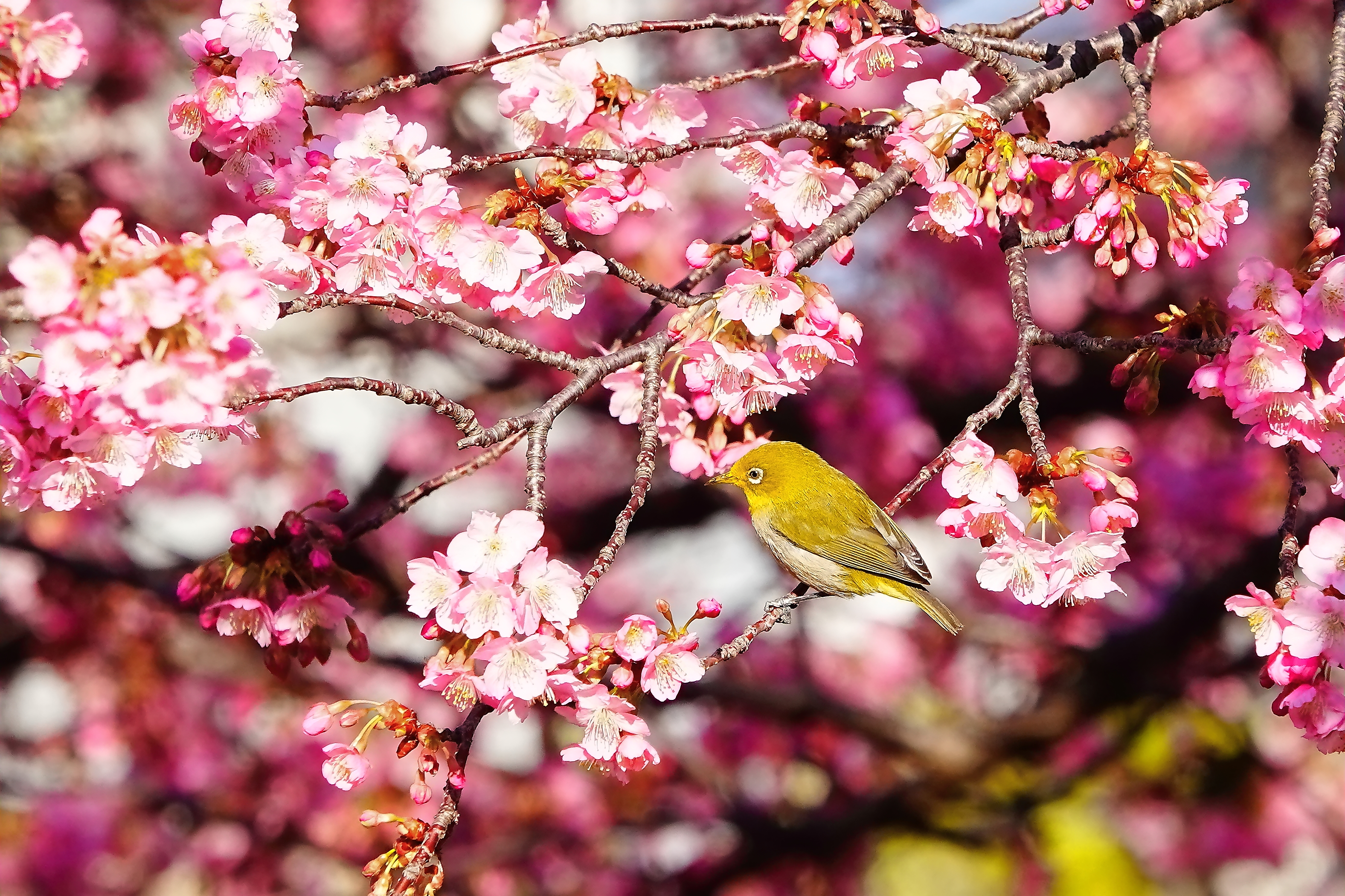 メジロのお花見