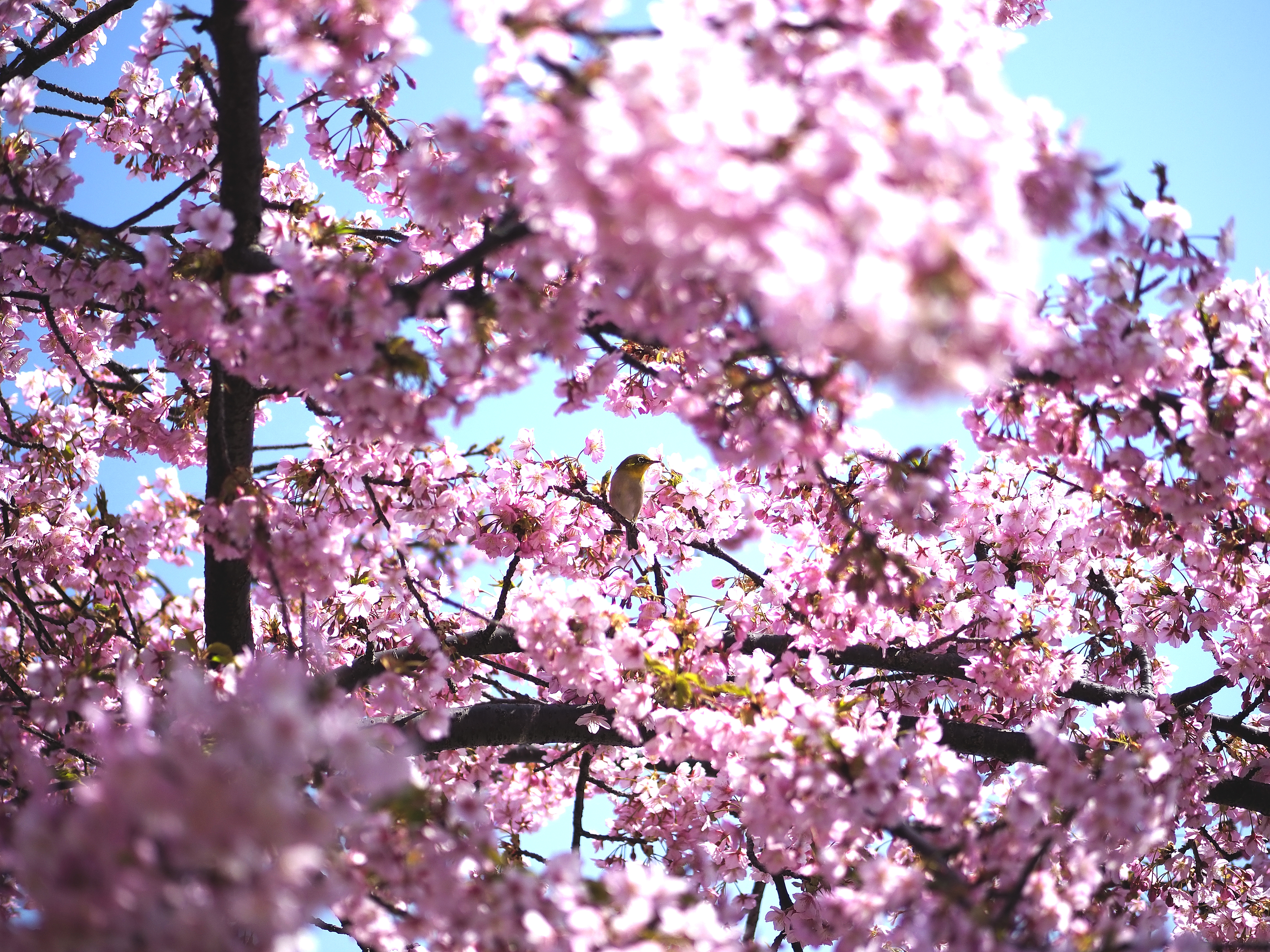 河津桜に囲まれて。。。