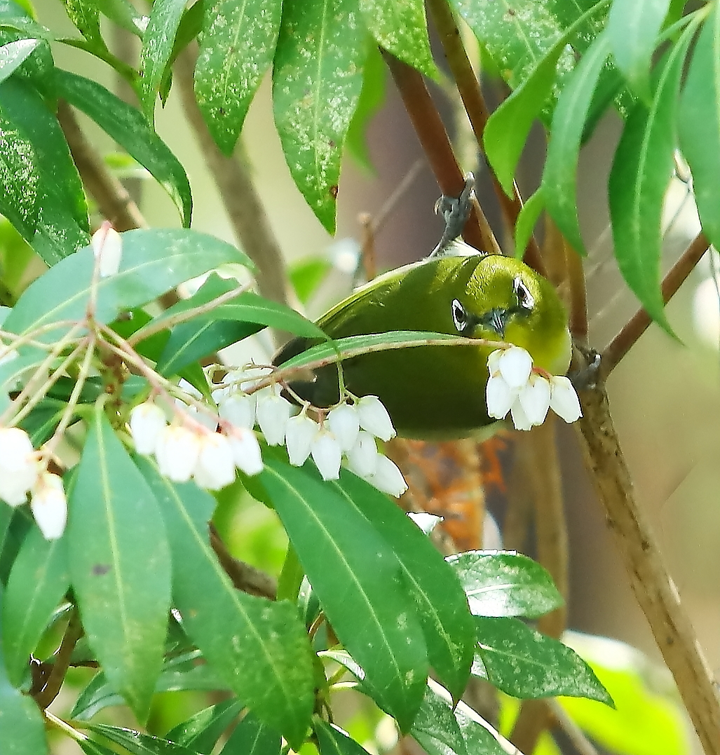 花がお気に入りのメジロさん