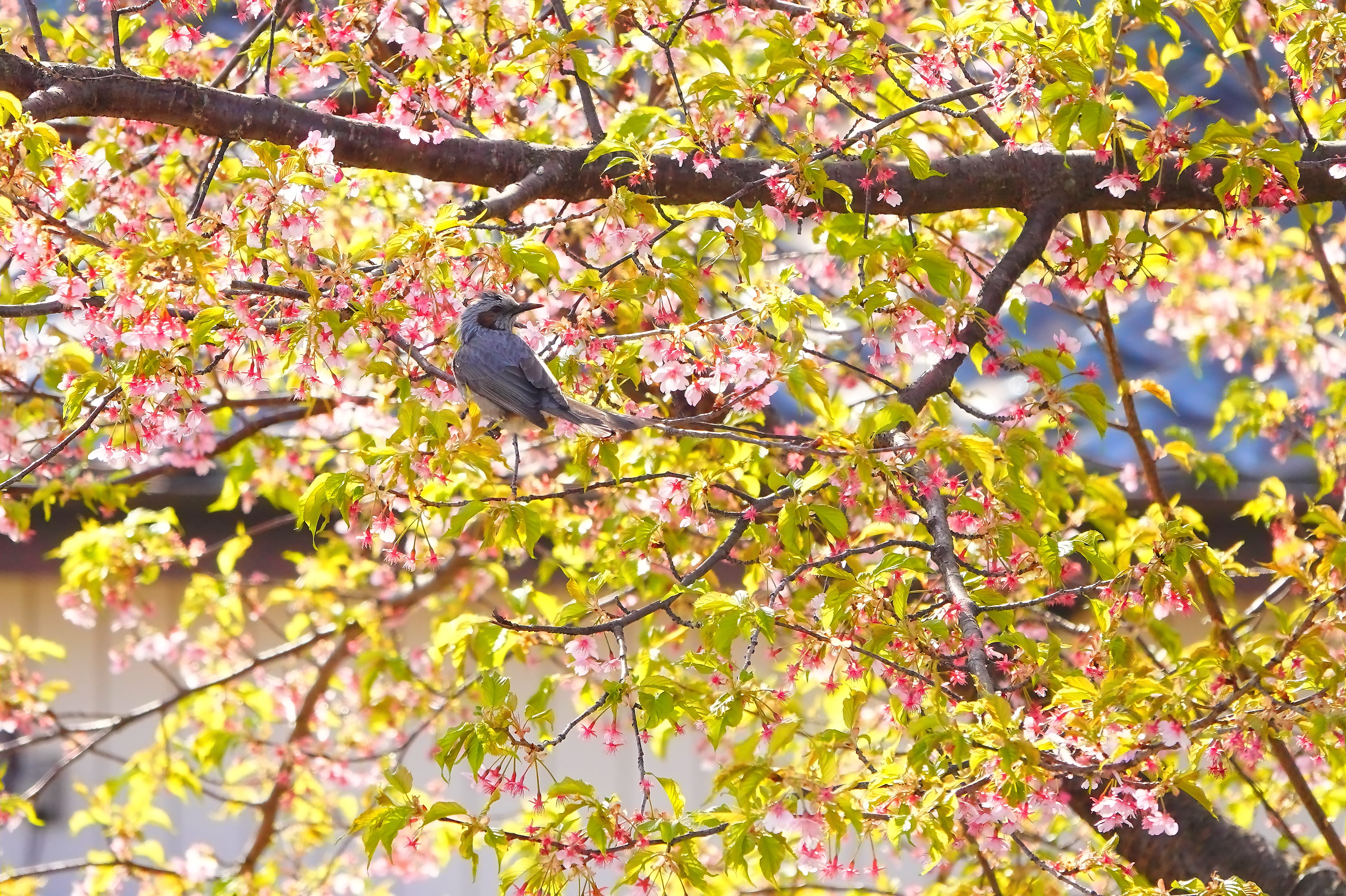 大島桜で見返る鵯