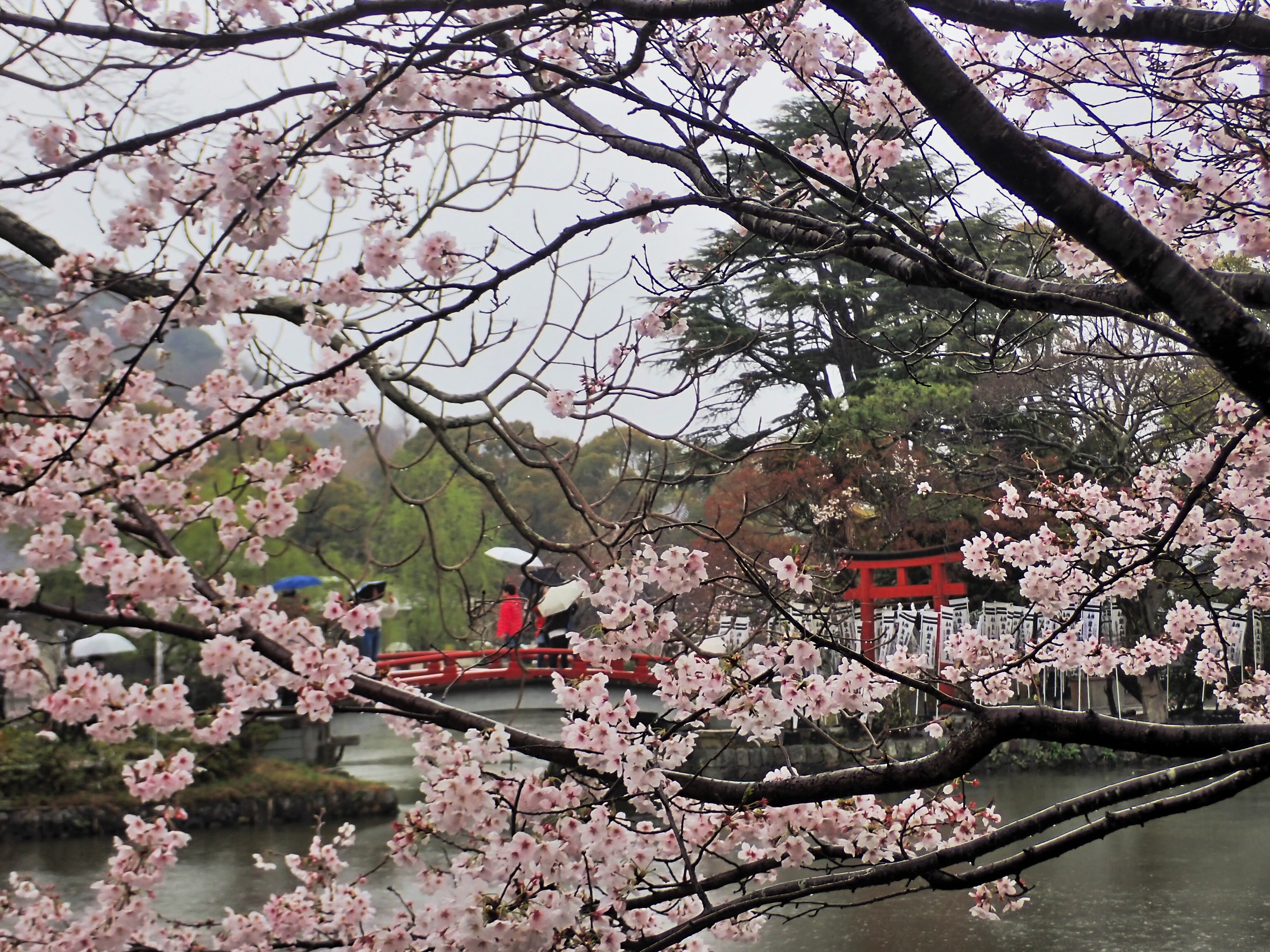 桜と雨と永遠と