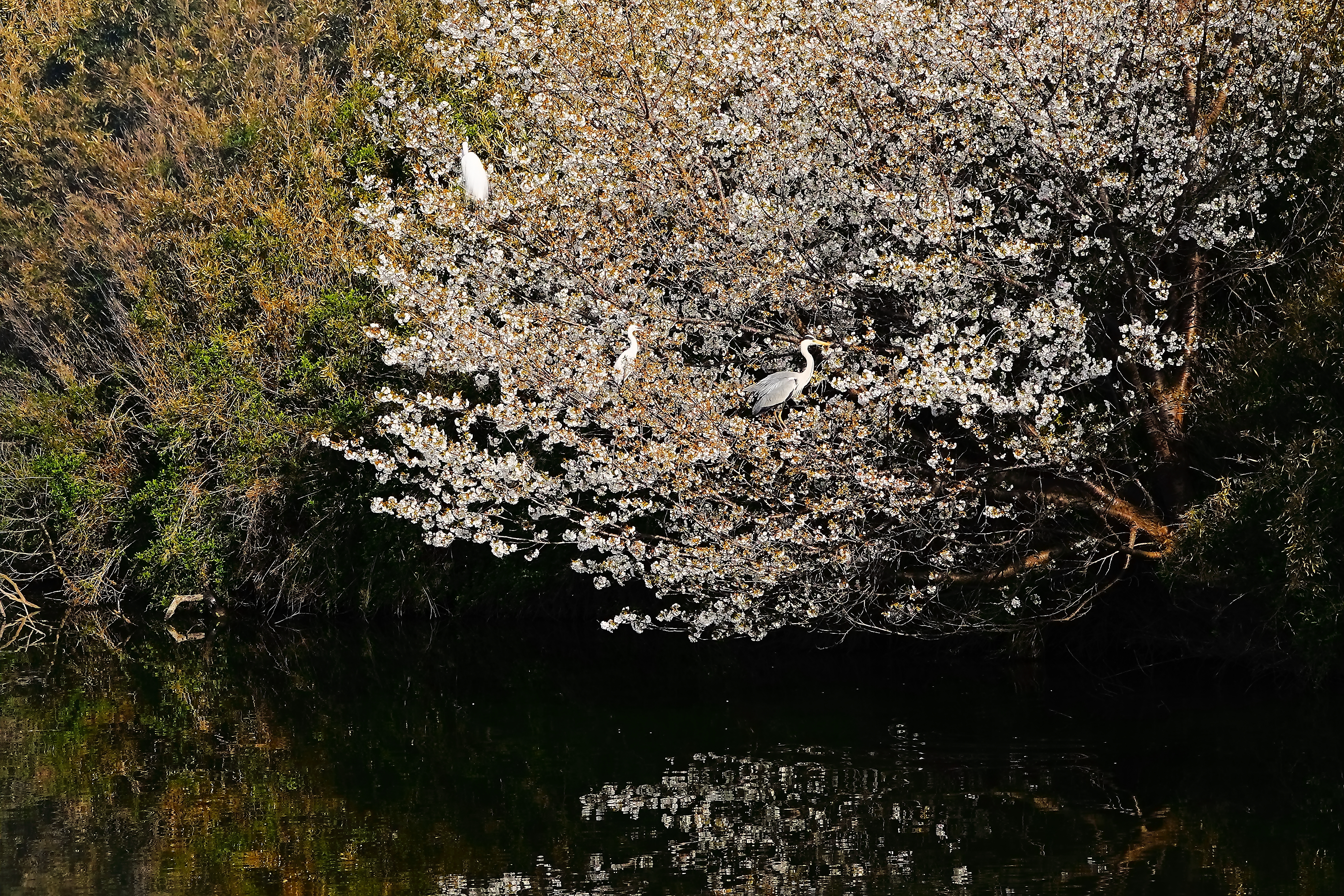 桜に大鷺、小鷺、蒼鷺