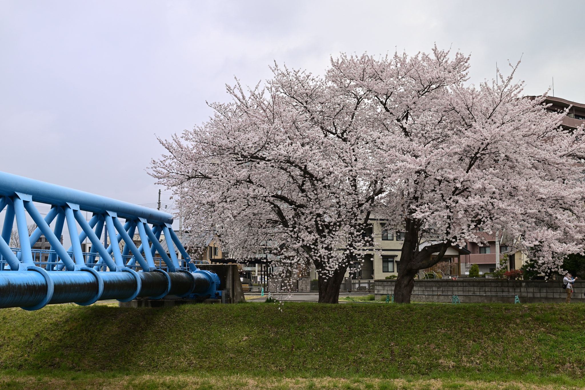 近所の桜 満開