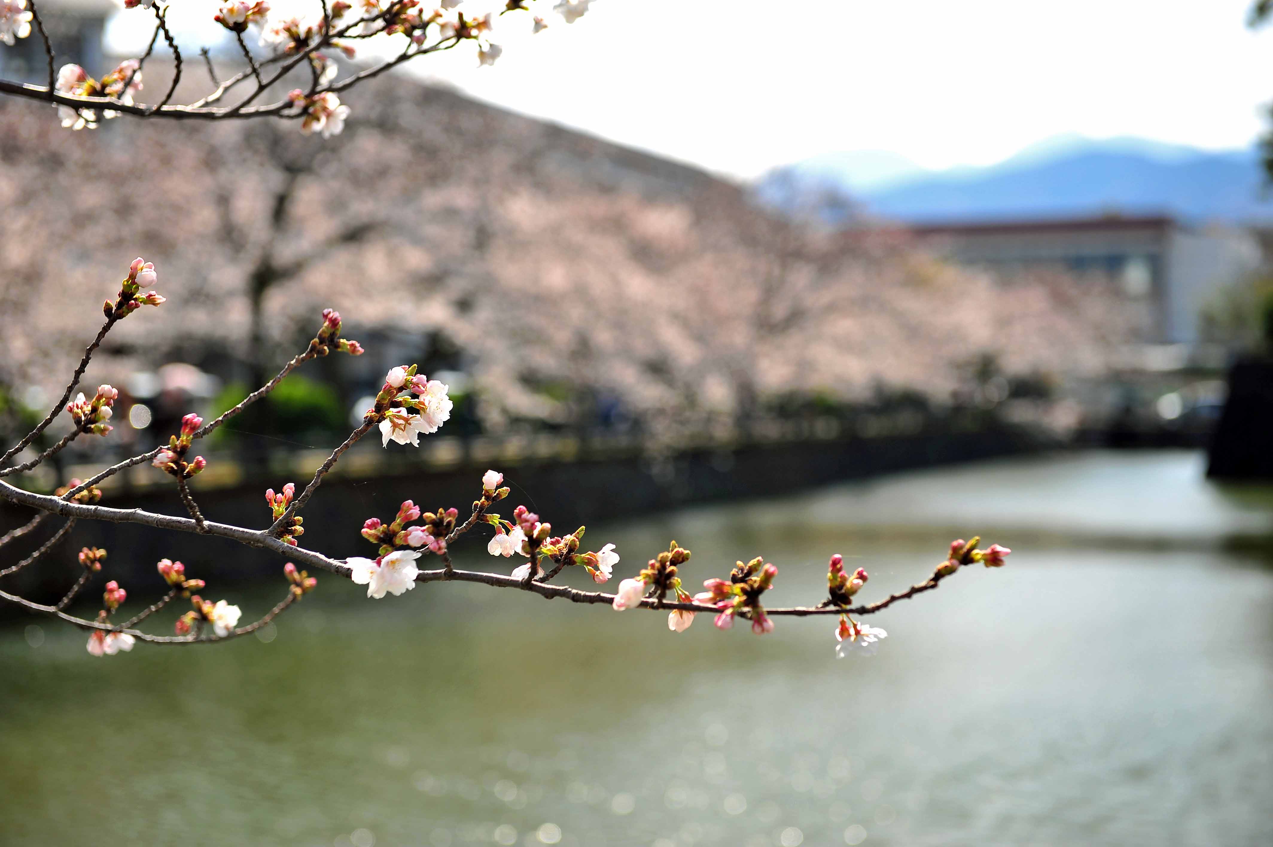 05 ちらほら桜