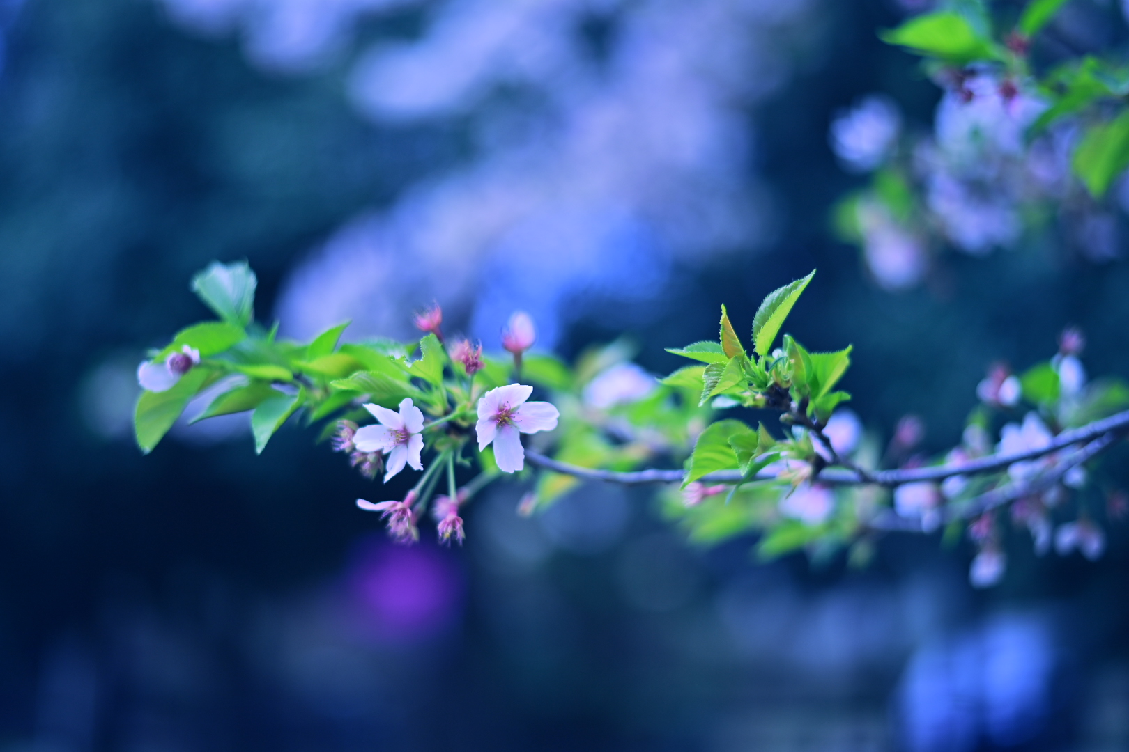 桜の景