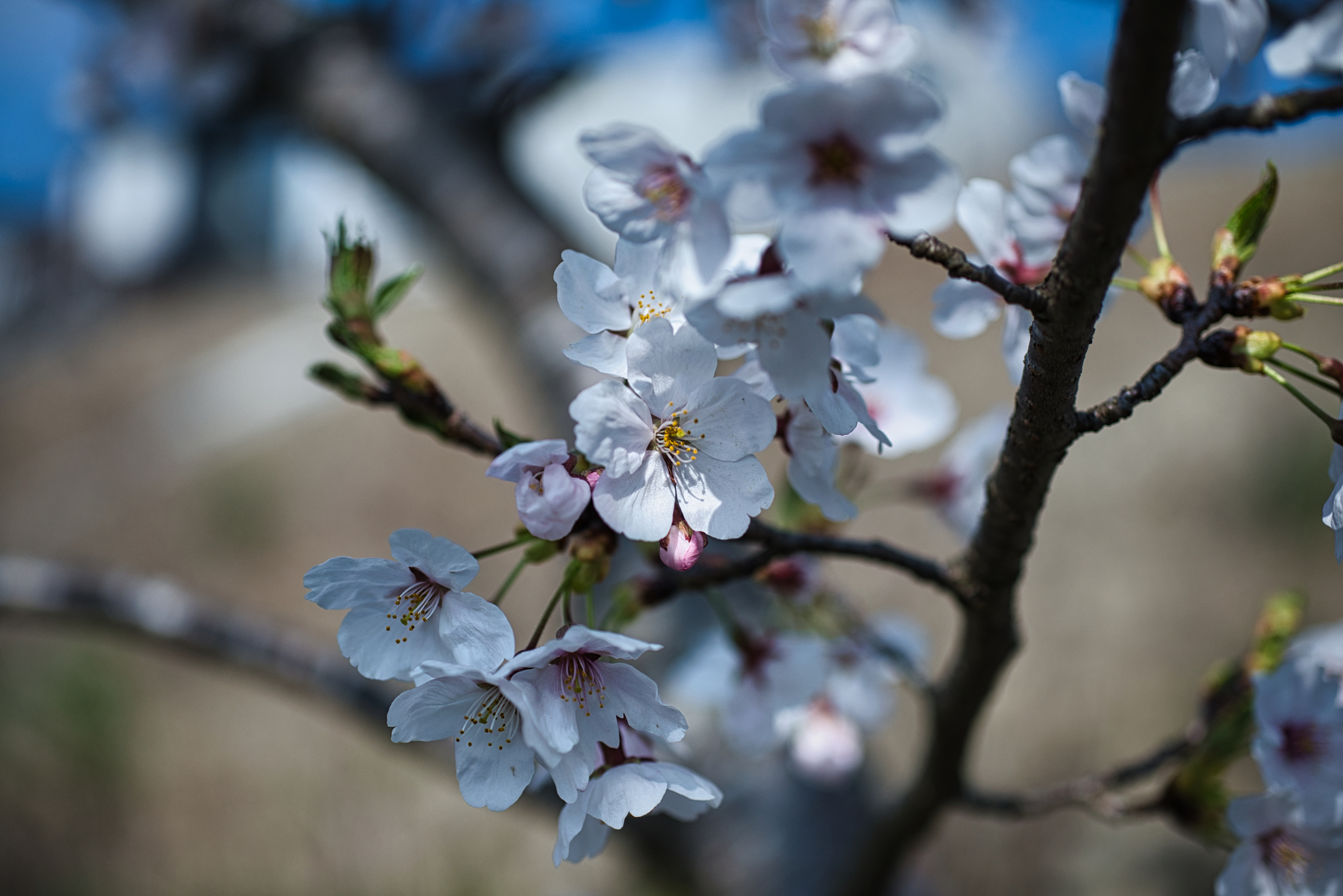 葉桜