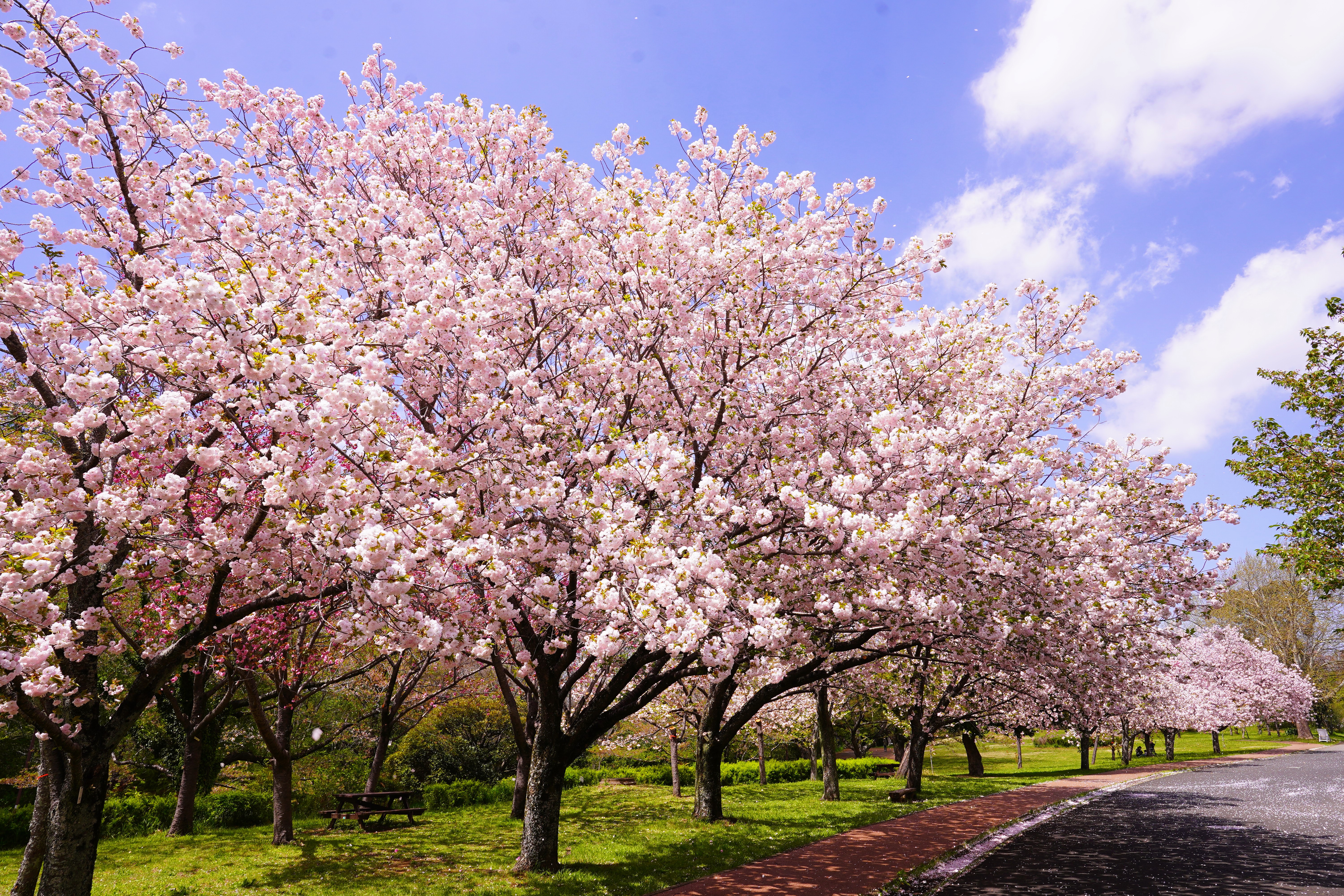 満開の八重桜