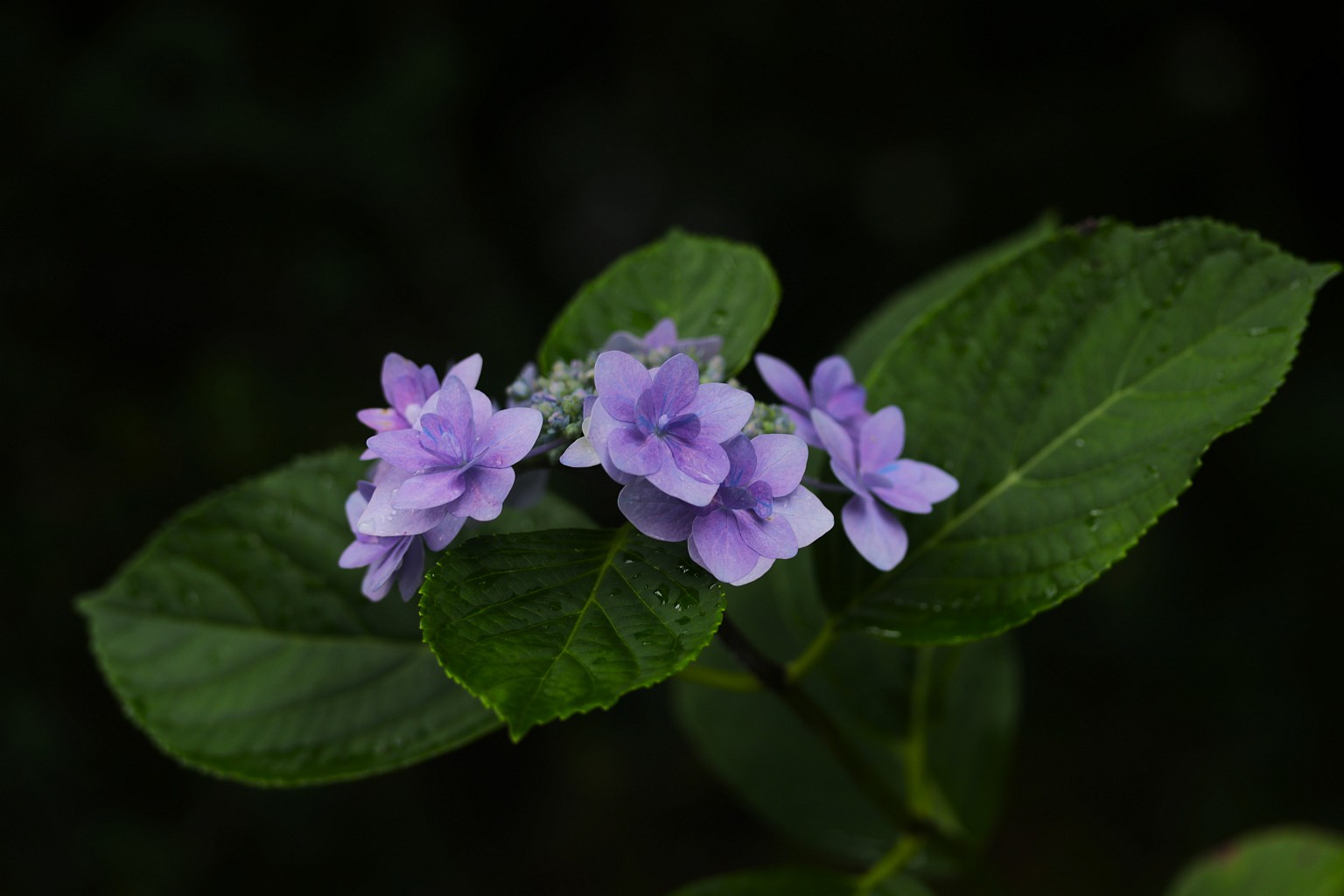 Photo Title
