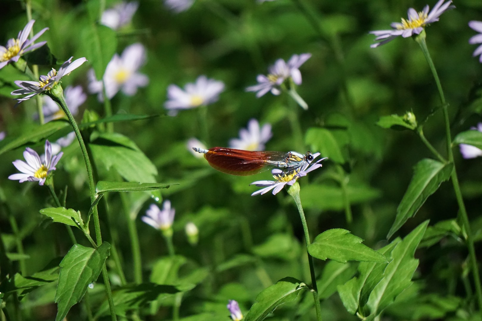 お花畑にニホンカワトンボ