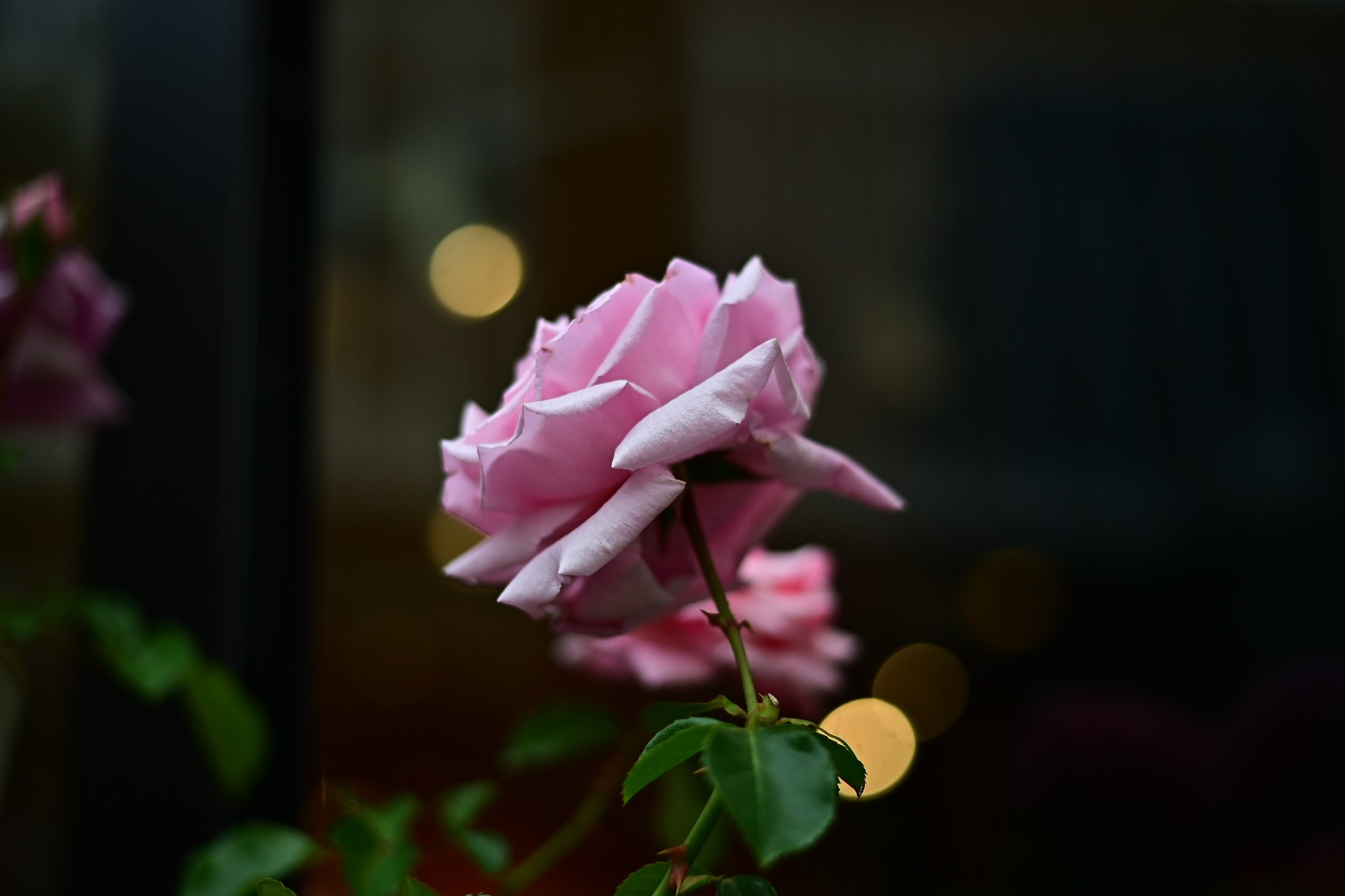 都会の薔薇