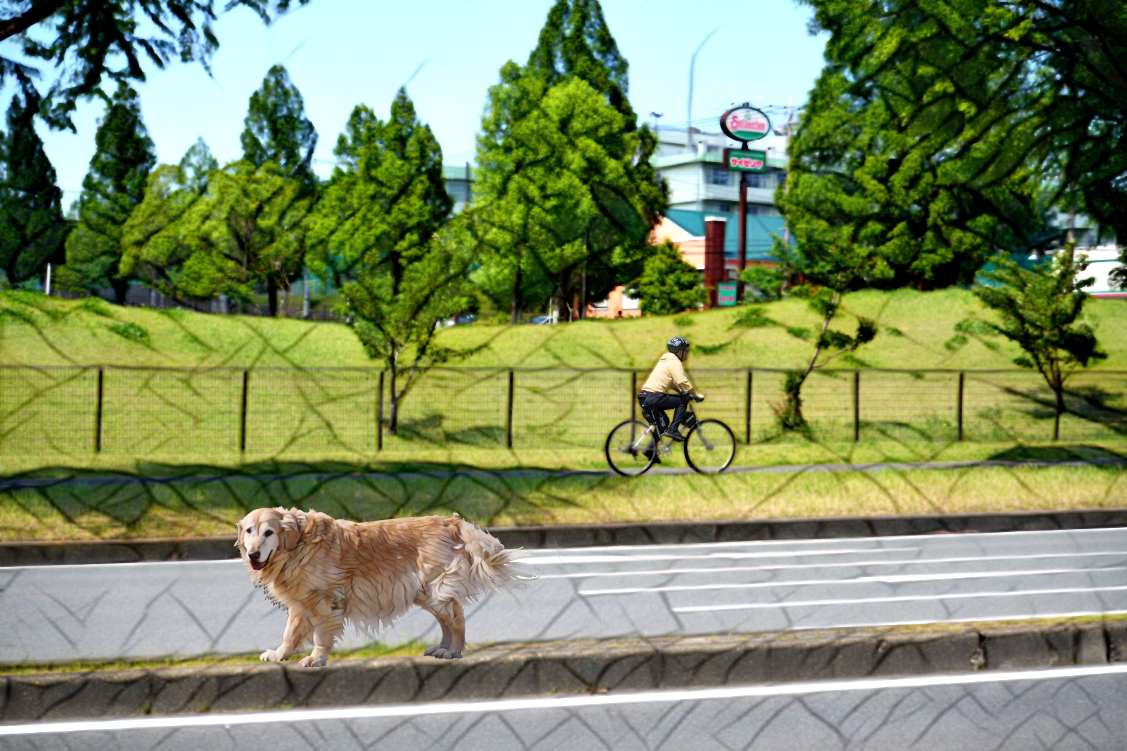 老犬・・・・散歩中