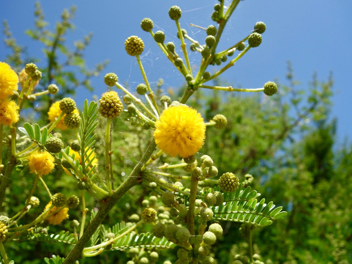 キンネムの花