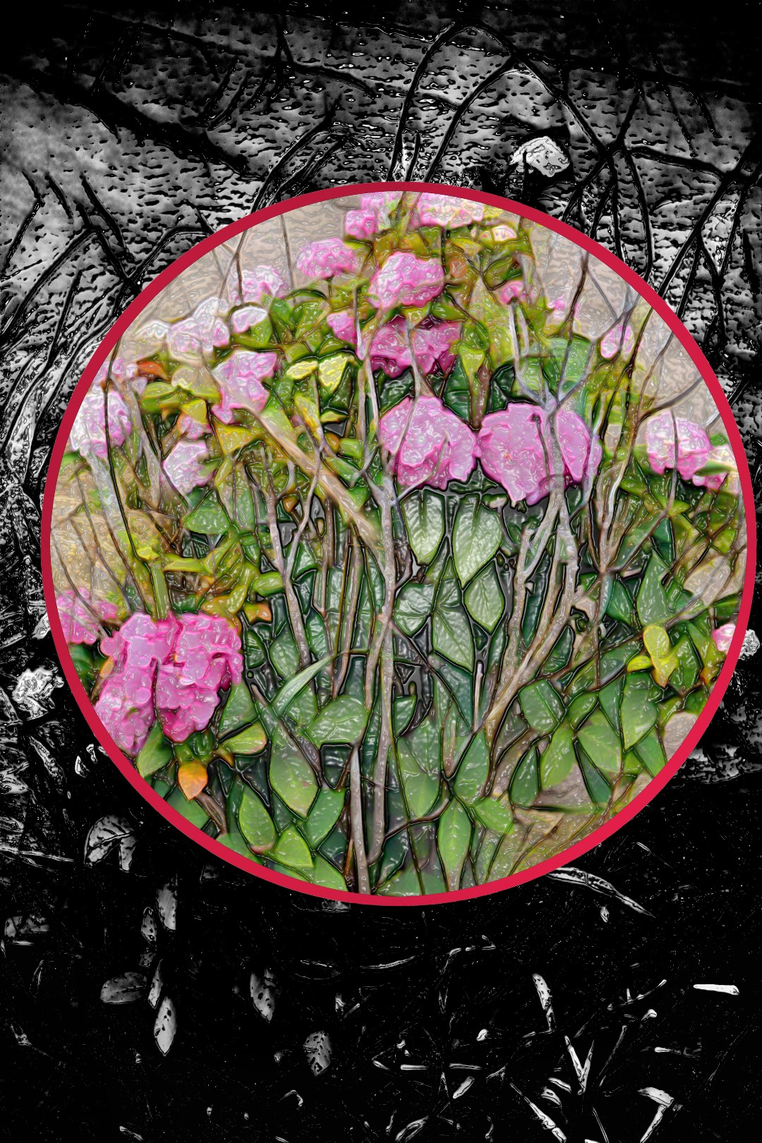 一株の・・・・紫陽花