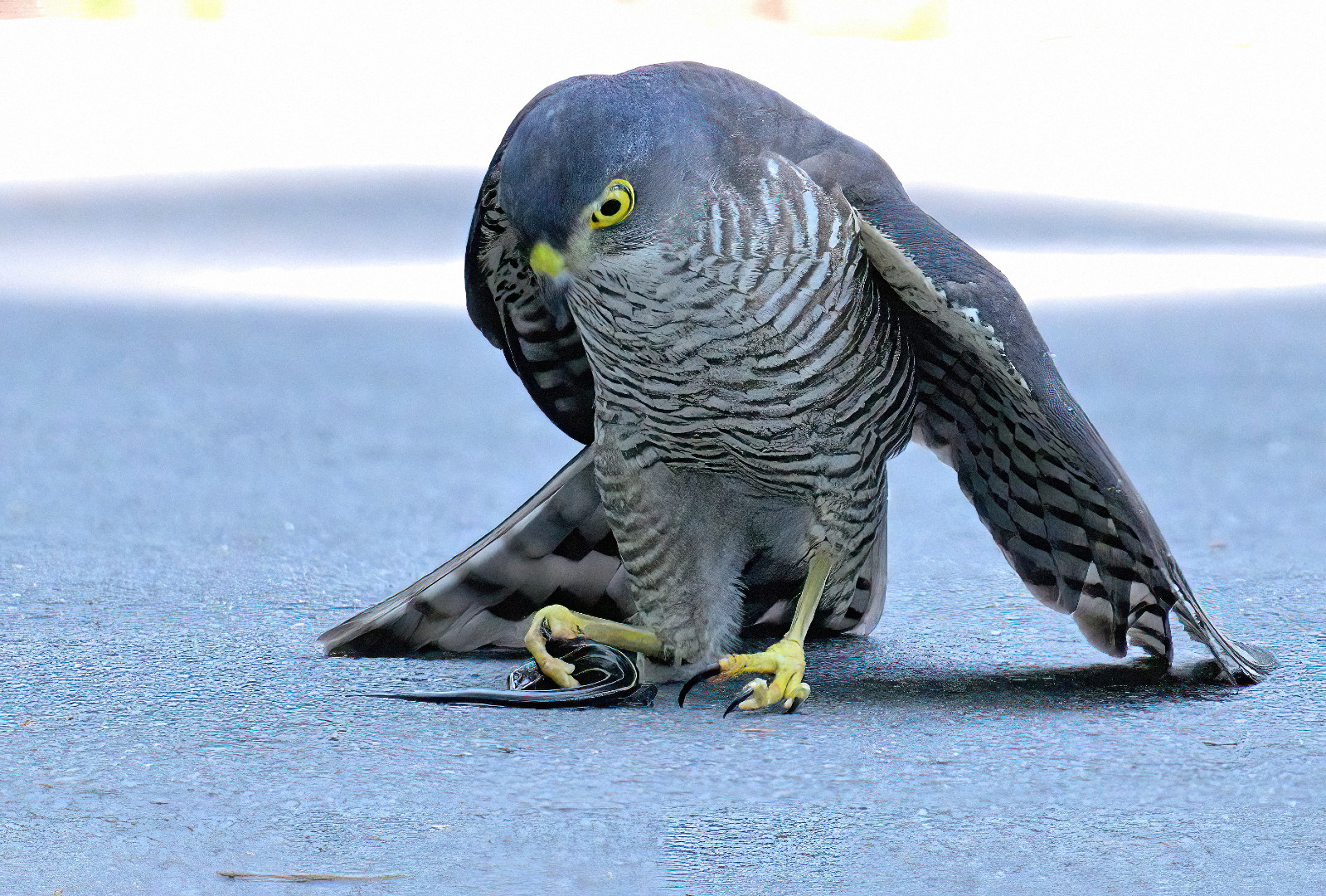 ツミ母さん、トカゲをゲット