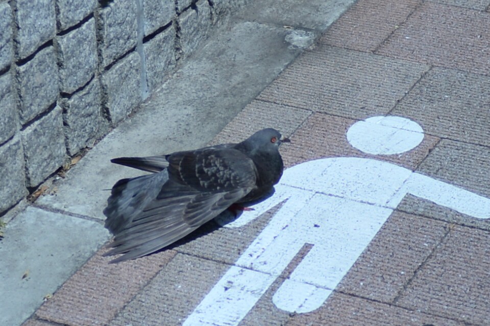 暑くてたまらんポッポ〜!