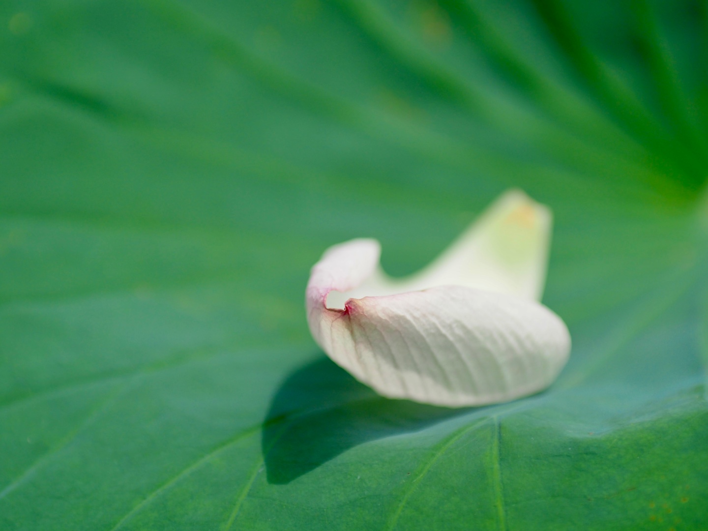 花弁 – SGギャラリー