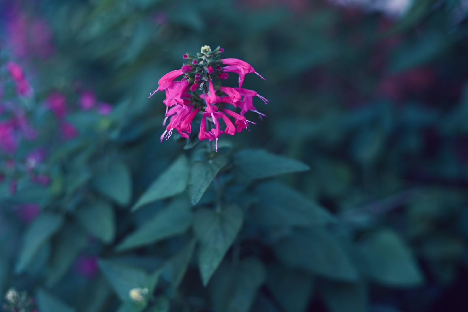Salvia