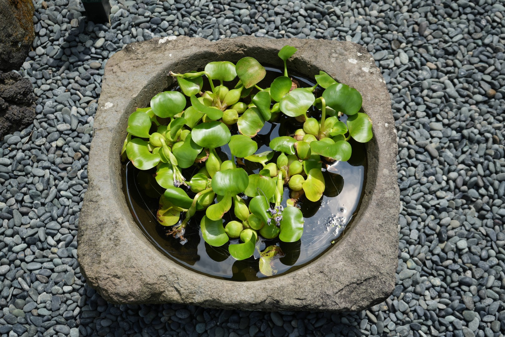 水鉢に・・・ホテイアオイ
