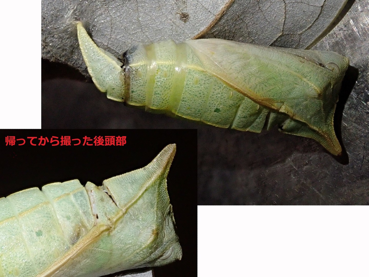 集(タカ)っていた蟻を払ったら
