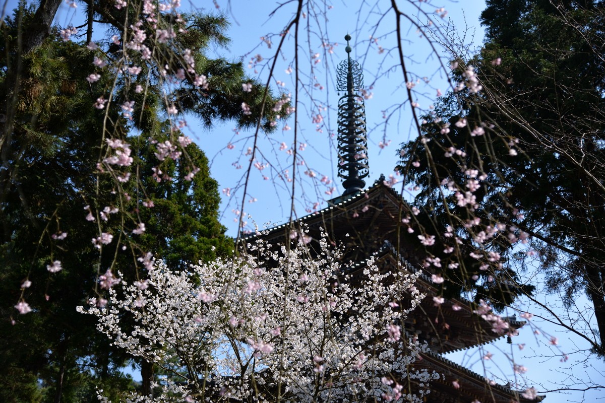 国宝に花飾り