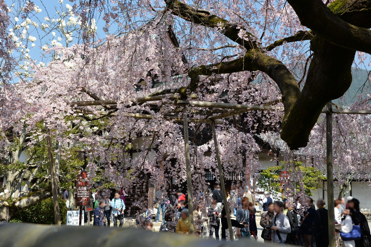 醍醐の花見