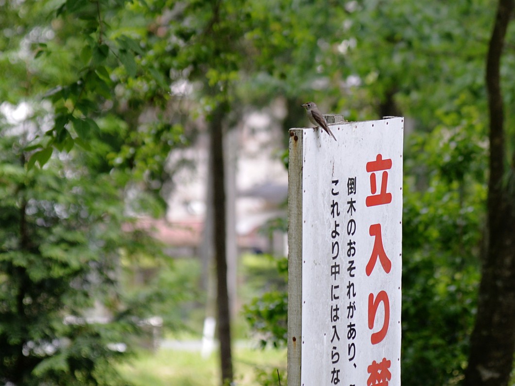 小さな来訪者