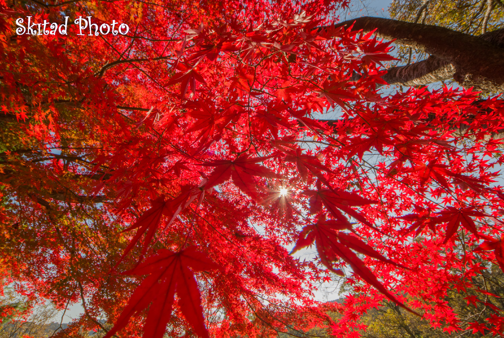 真紅の葉 きらりきらりと 風わらう