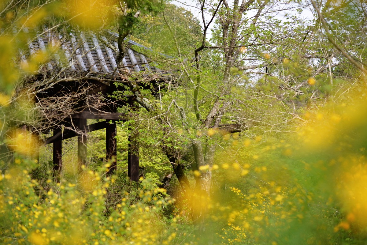 山吹の寺