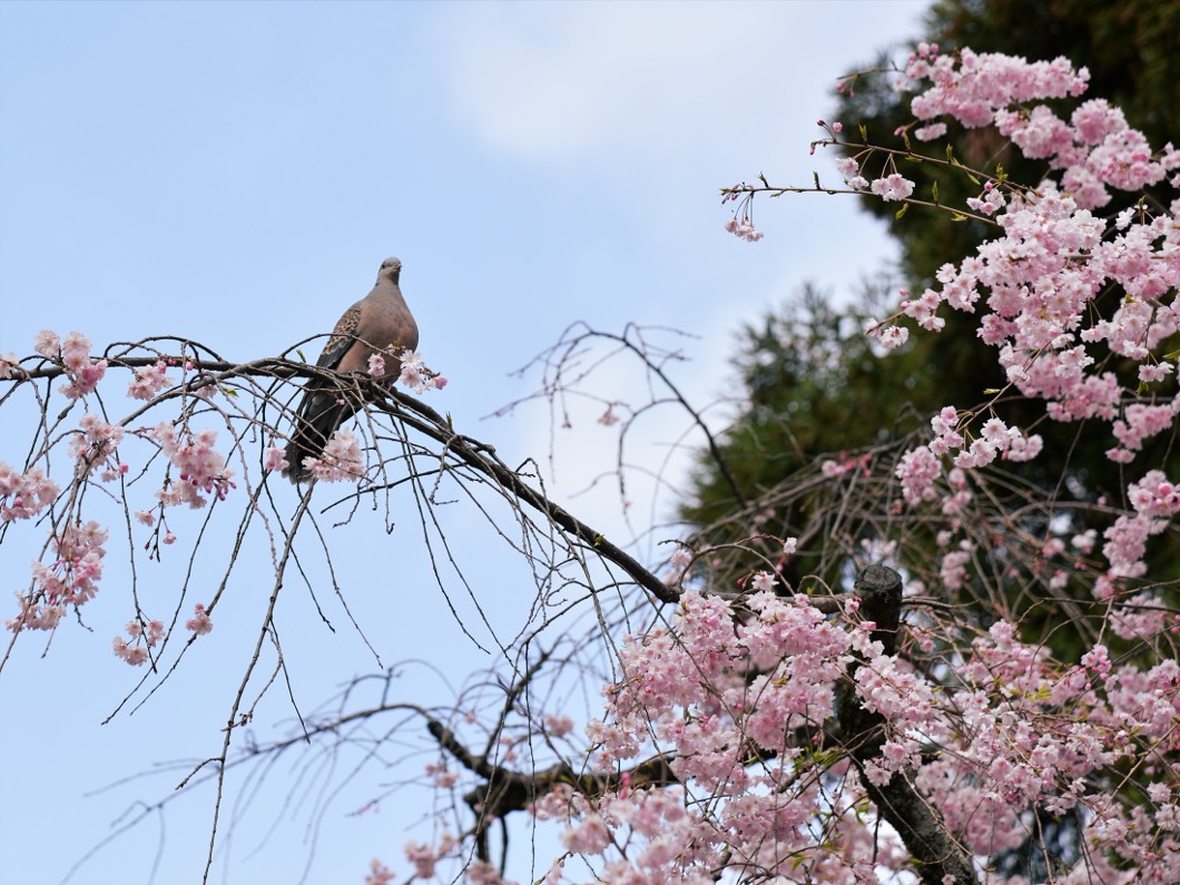 見上げればキジバト