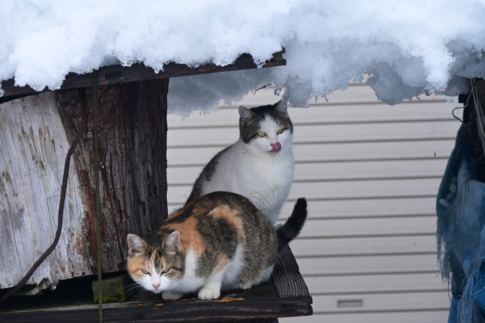 雪猫