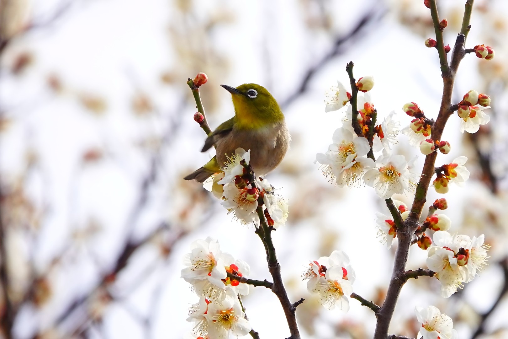 それはまだ蕾だよ