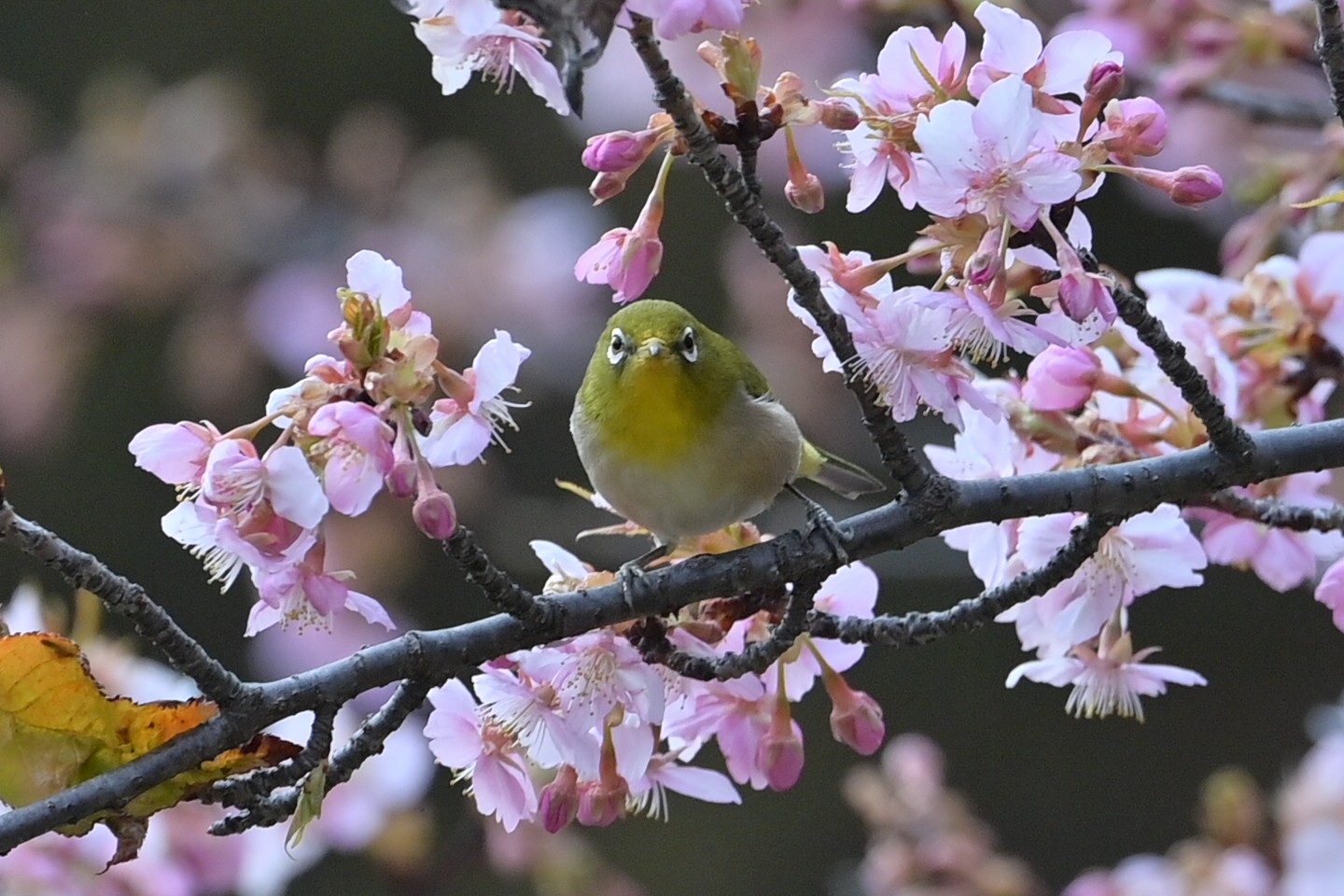 寒桜で可愛い正面顔!