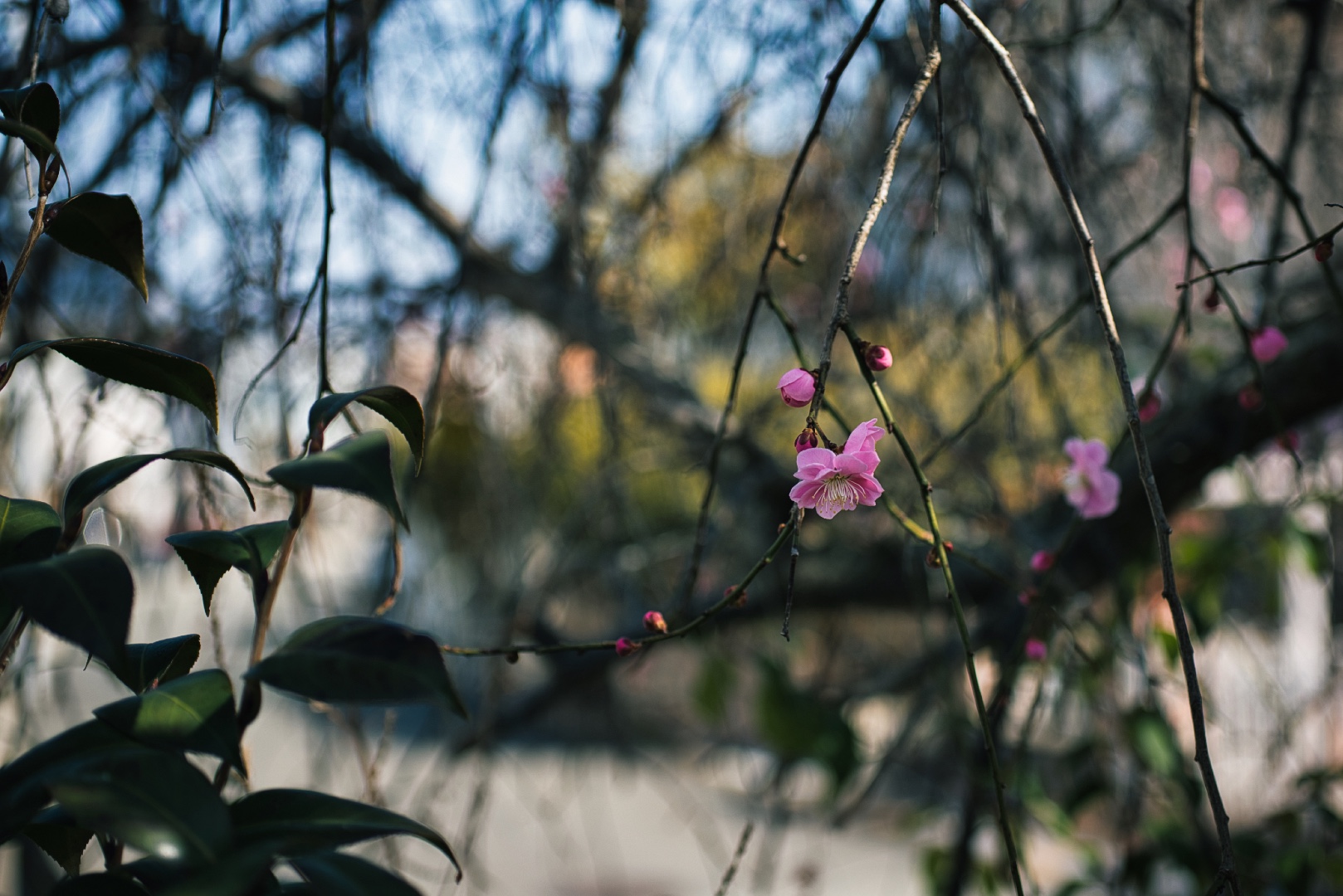 春を連れてきた梅の花