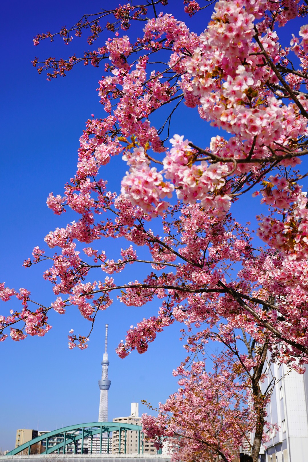 河津桜とスカイツリー