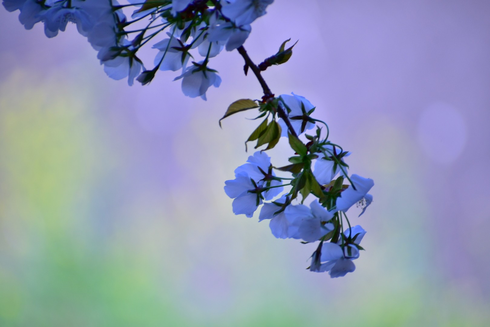 川辺の桜